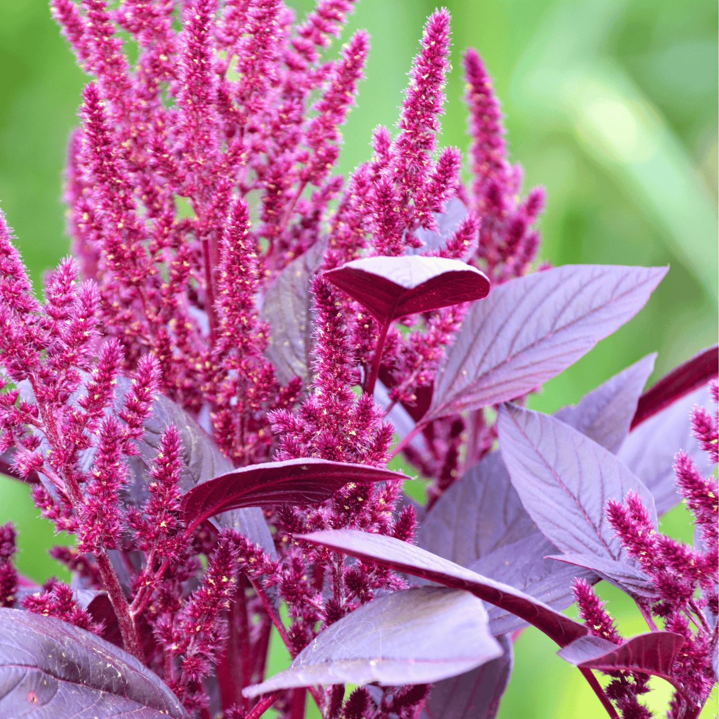 Red Garnet Amaranth ā 250 Seeds