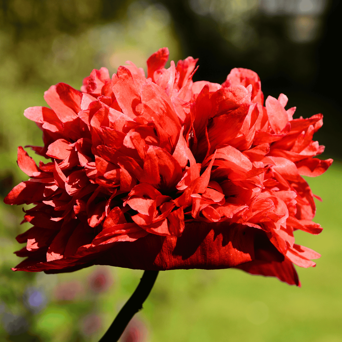 Red Peony Poppy ā 100 Seeds