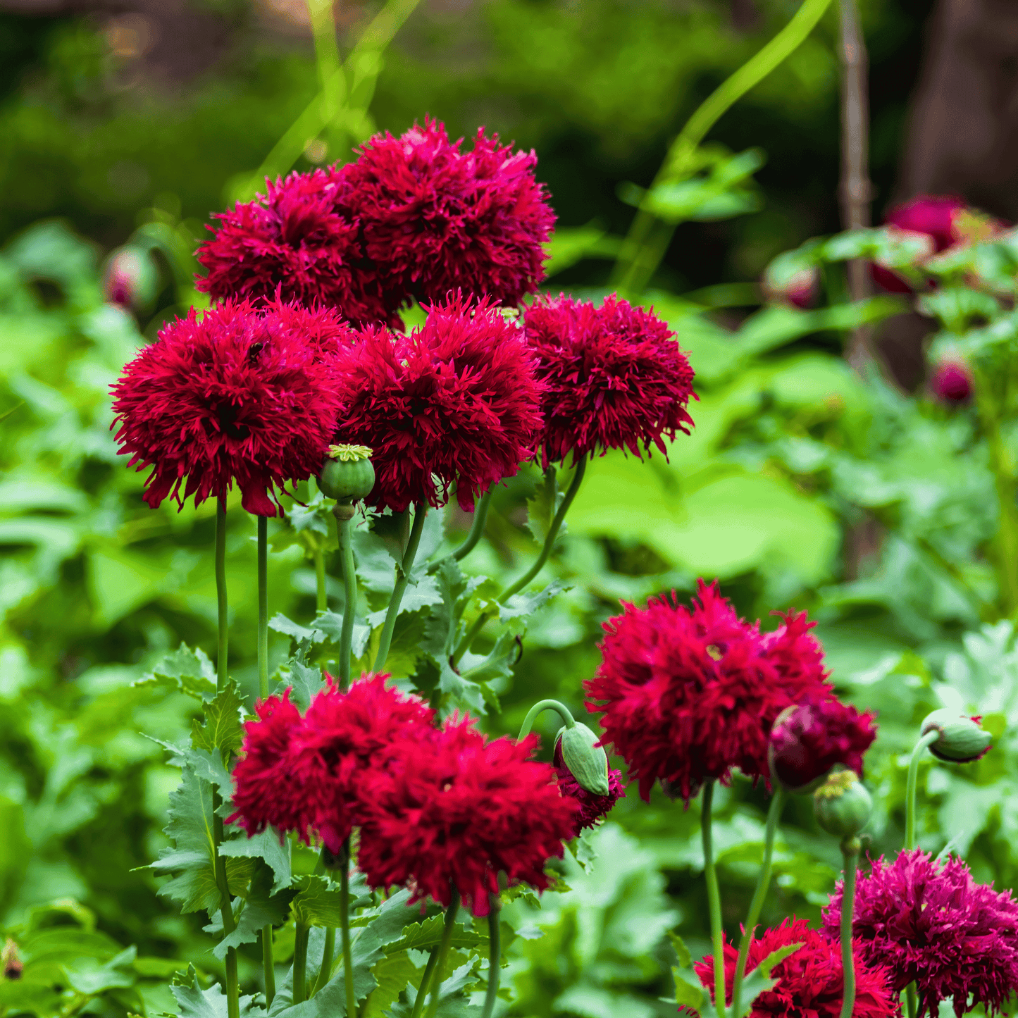 Red Peony Poppy ā 100 Seeds