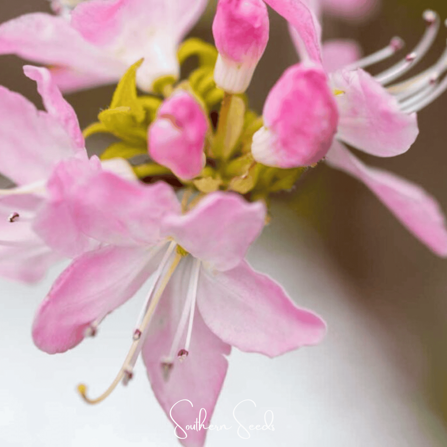 Carolina Azalea Rhododendron ā 100 Seeds