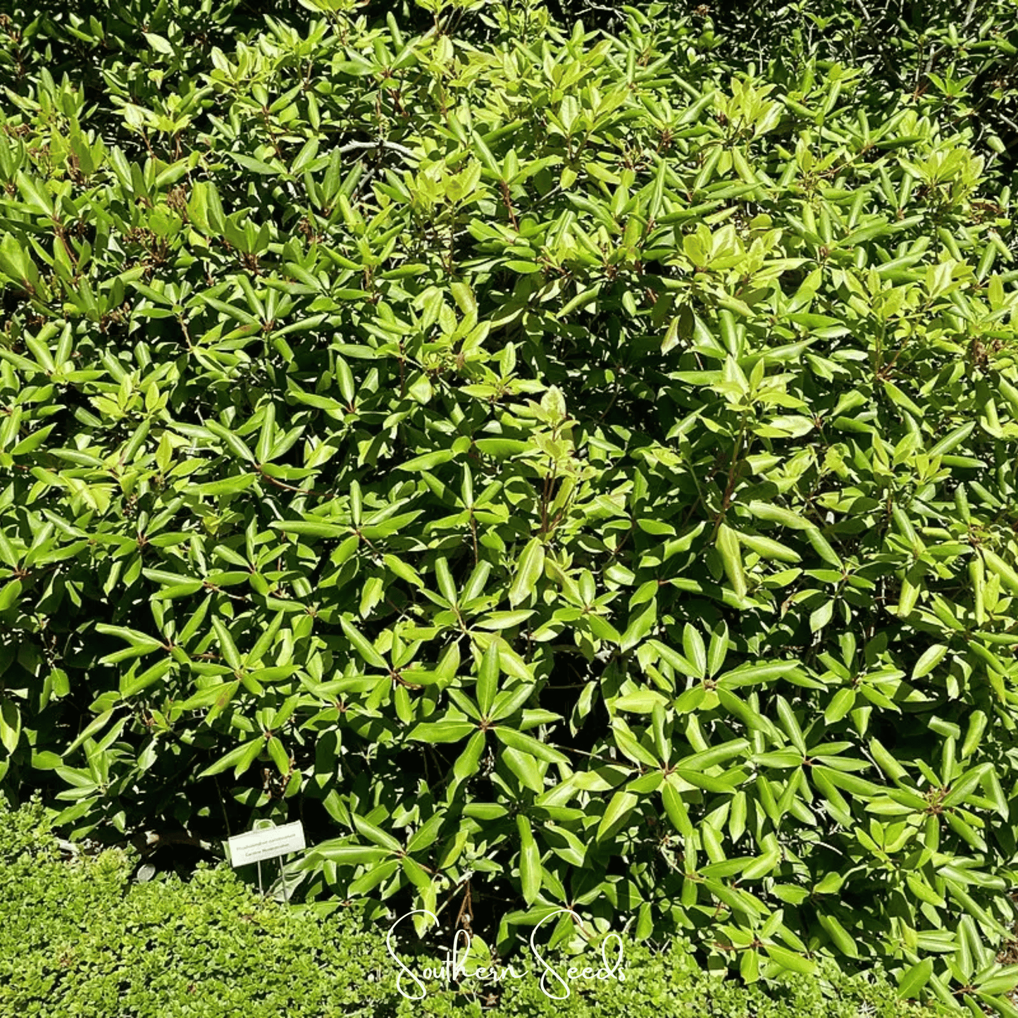 Carolina Azalea Rhododendron ā 100 Seeds