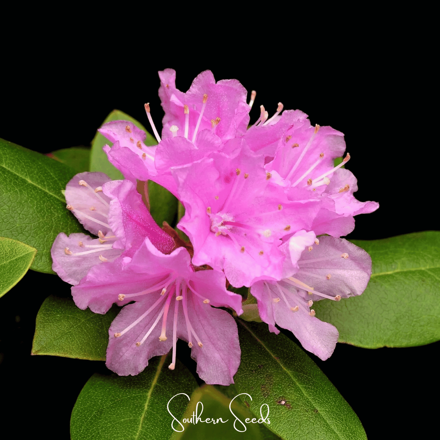 Carolina Azalea Rhododendron ā 100 Seeds