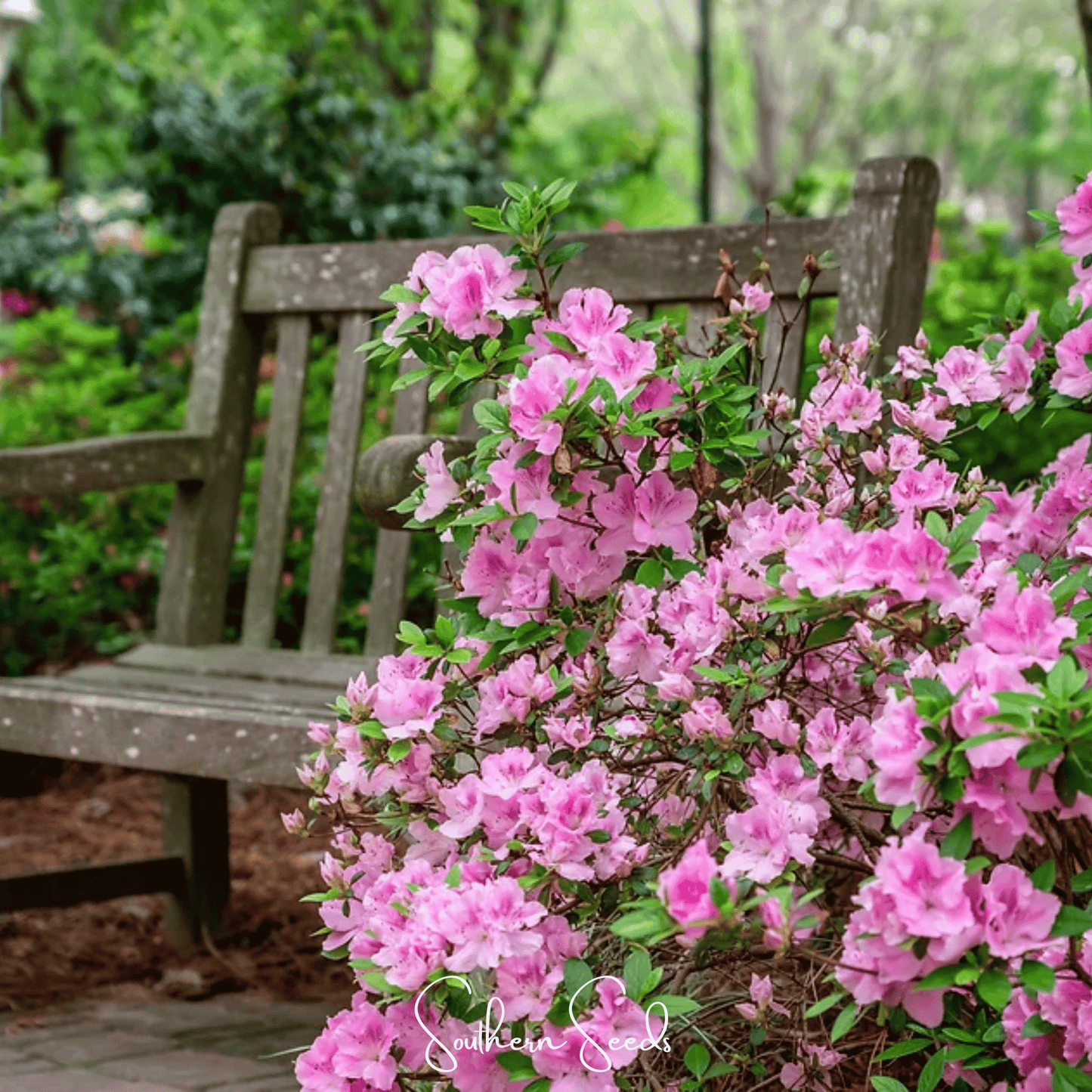 Carolina Azalea Rhododendron ā 100 Seeds