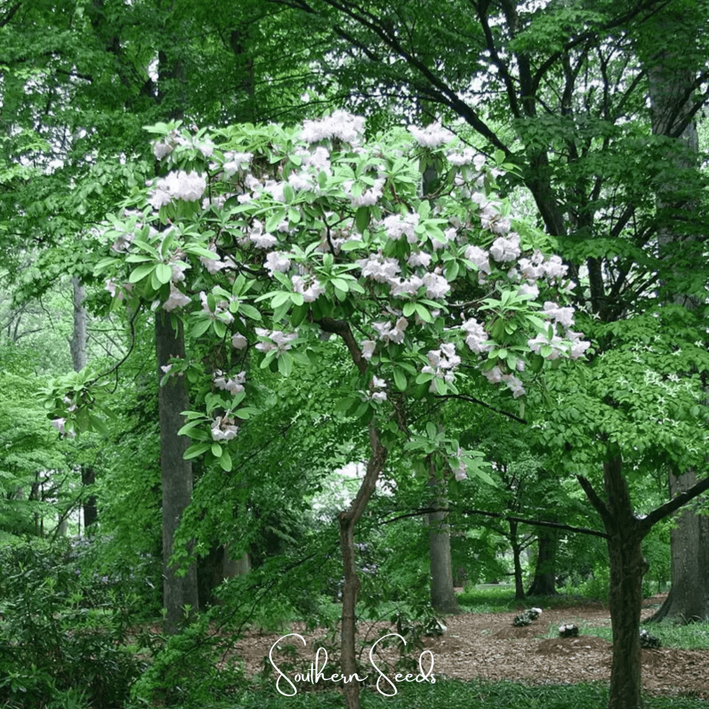 Fortune Rhododendron ā 100 Seeds