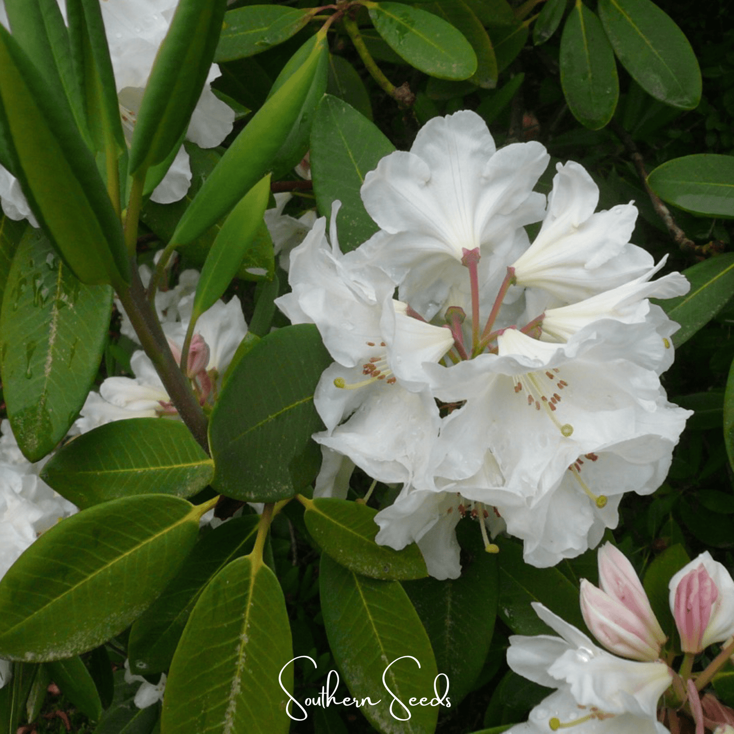 Fortune Rhododendron ā 100 Seeds