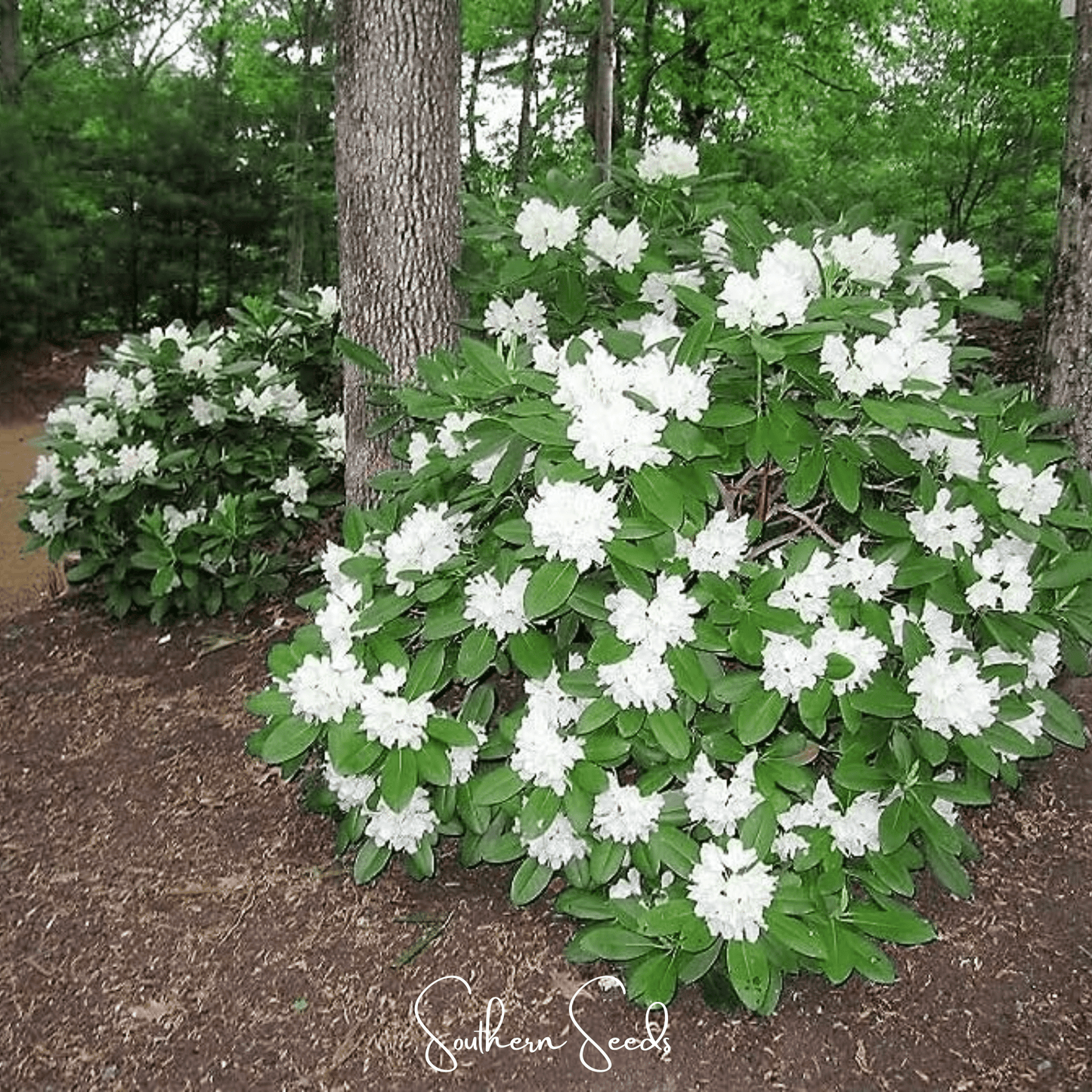 Fortune Rhododendron ā 100 Seeds
