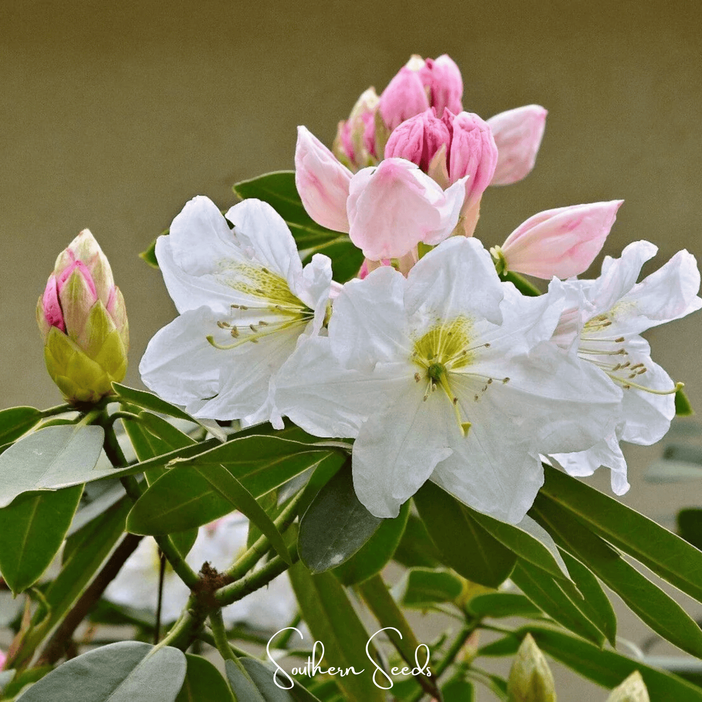 Fortune Rhododendron ā 100 Seeds