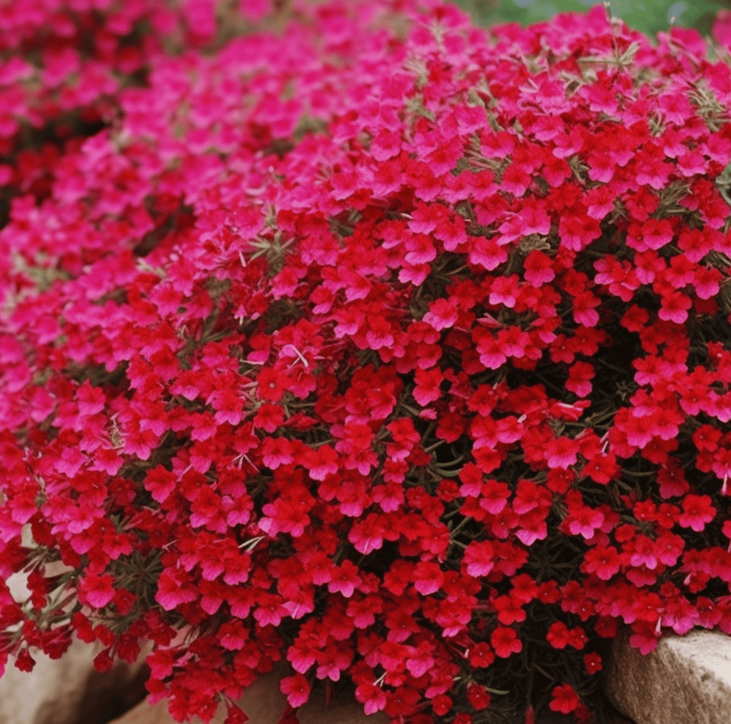 Cascade Red Rockcress ā 50 Seeds
