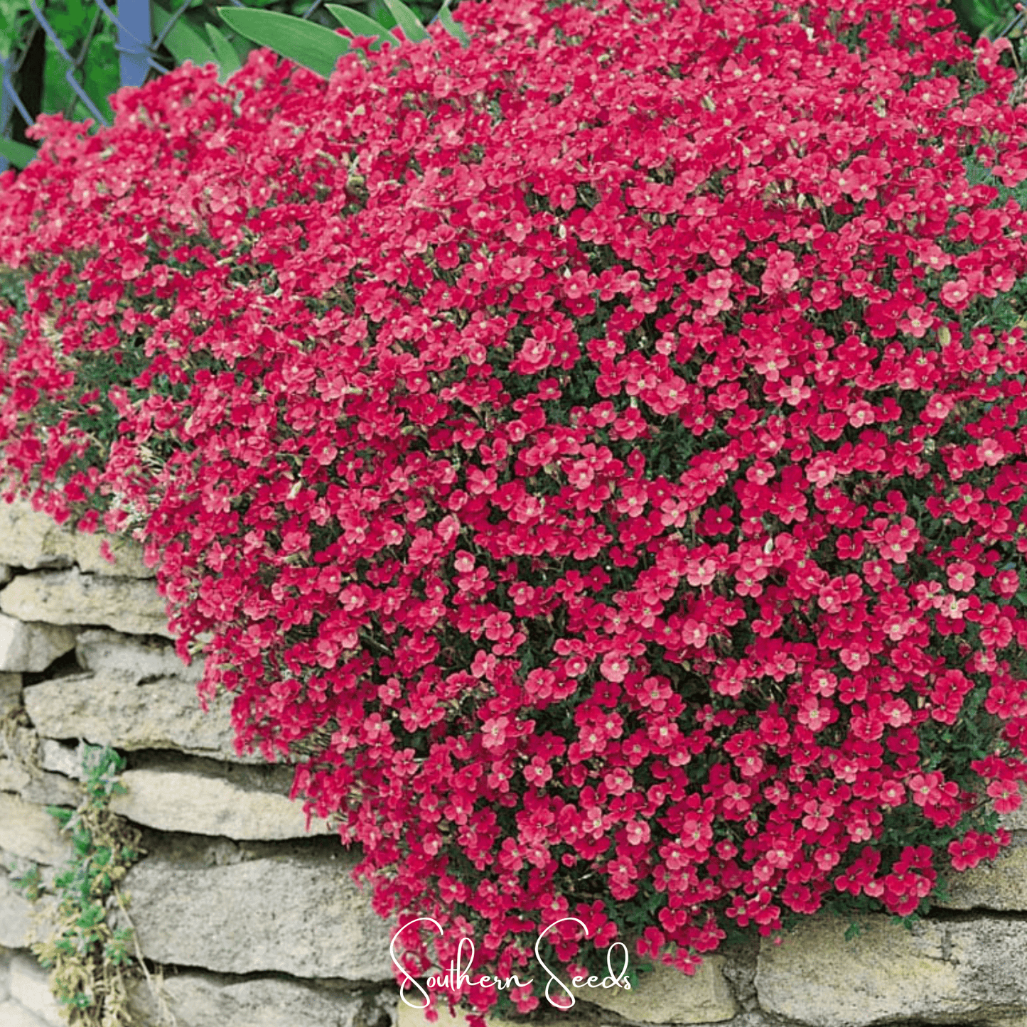 Cascade Red Rockcress ā 50 Seeds