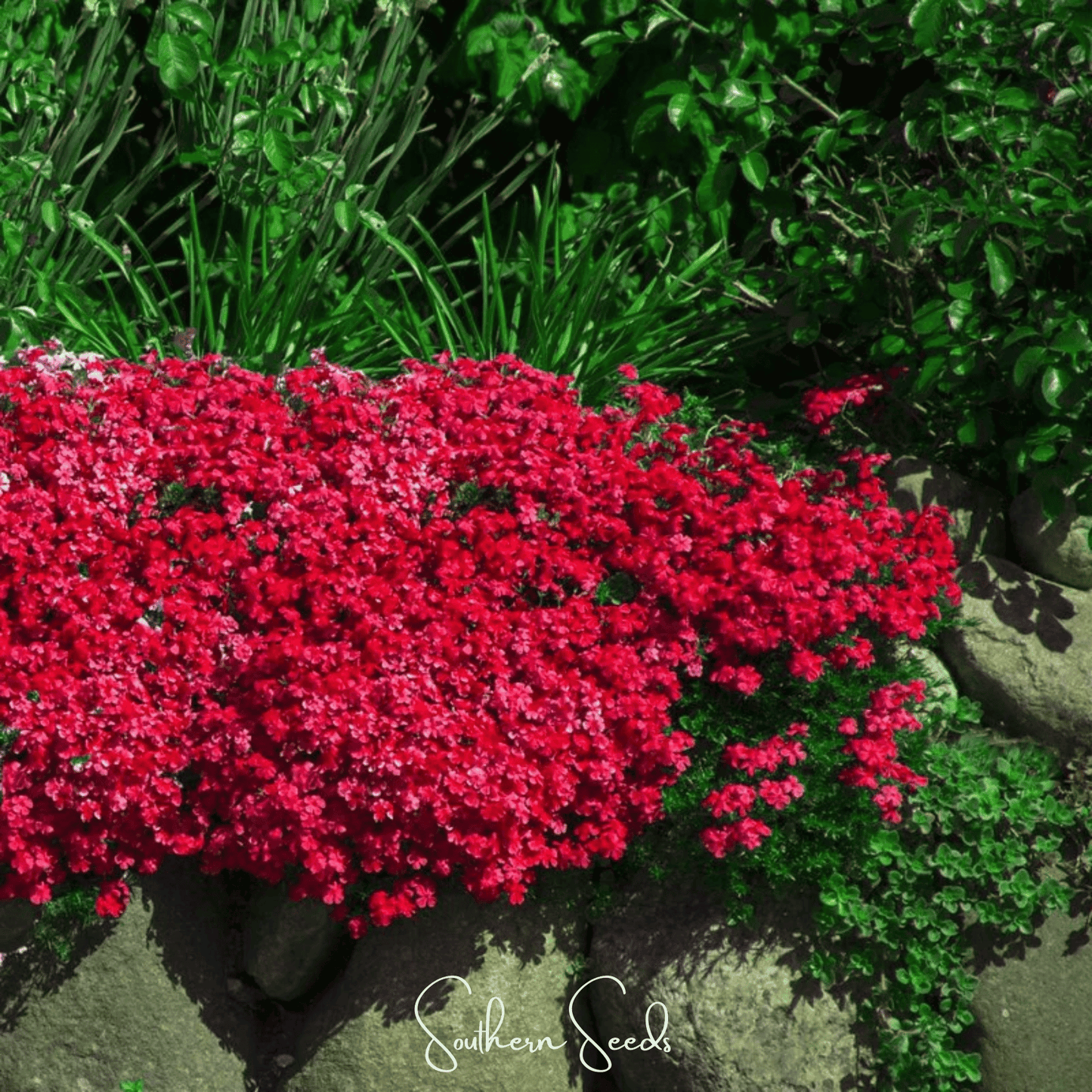 Cascade Red Rockcress ā 50 Seeds