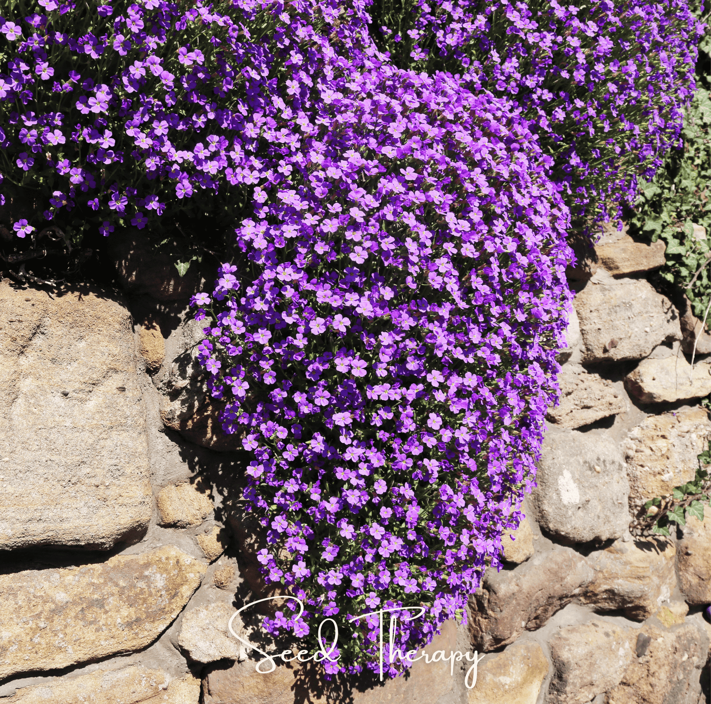 Purple Rockcress ā 250 Seeds