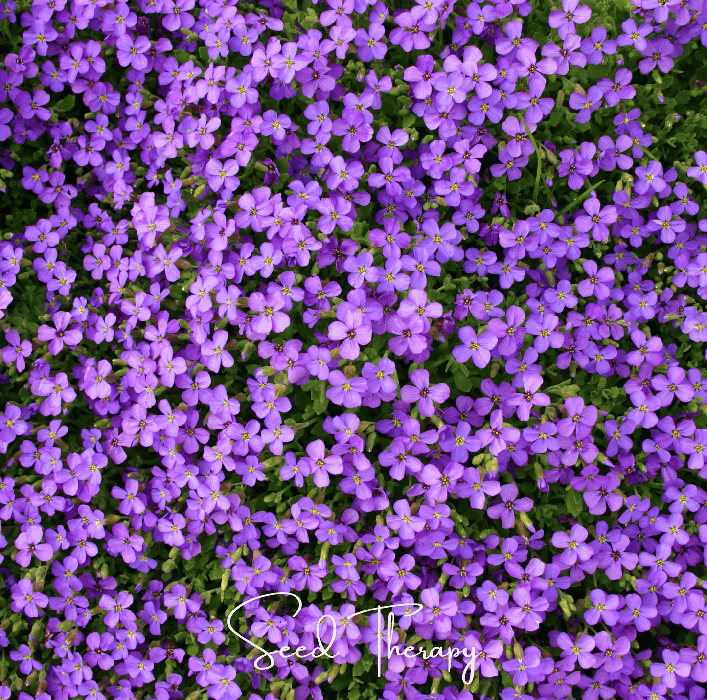 Purple Rockcress ā 250 Seeds