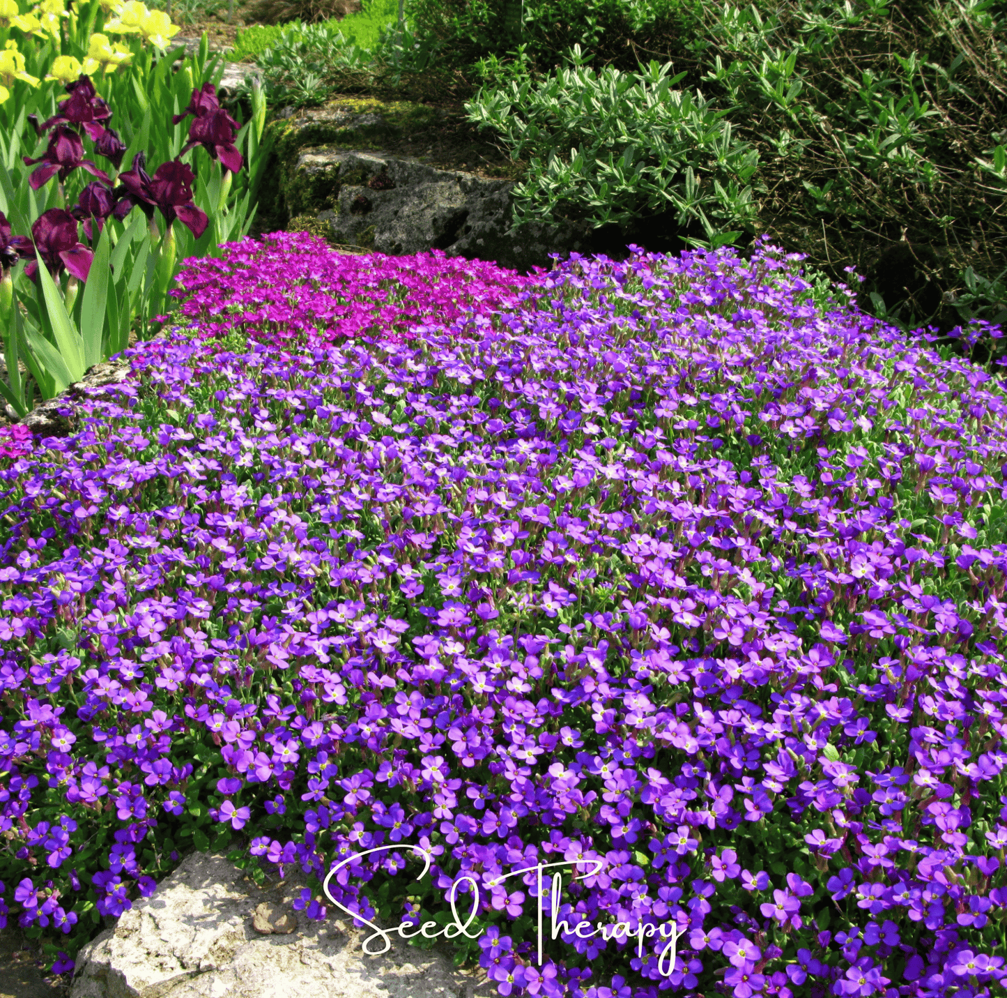 Purple Rockcress ā 250 Seeds