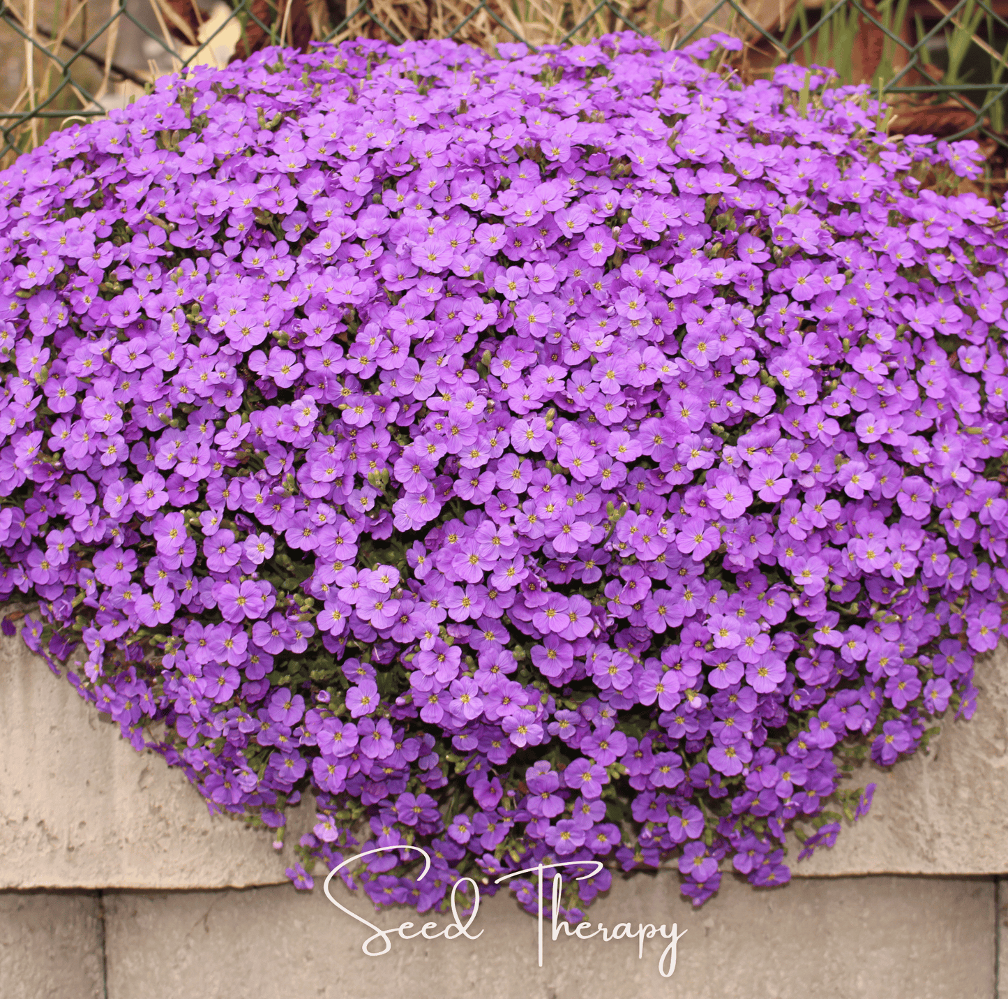 Purple Rockcress ā 250 Seeds