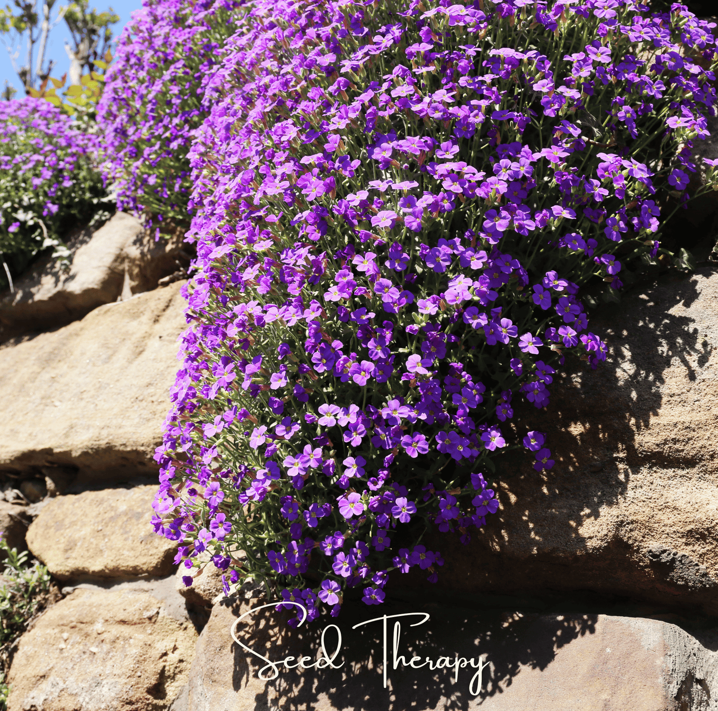 Purple Rockcress ā 250 Seeds