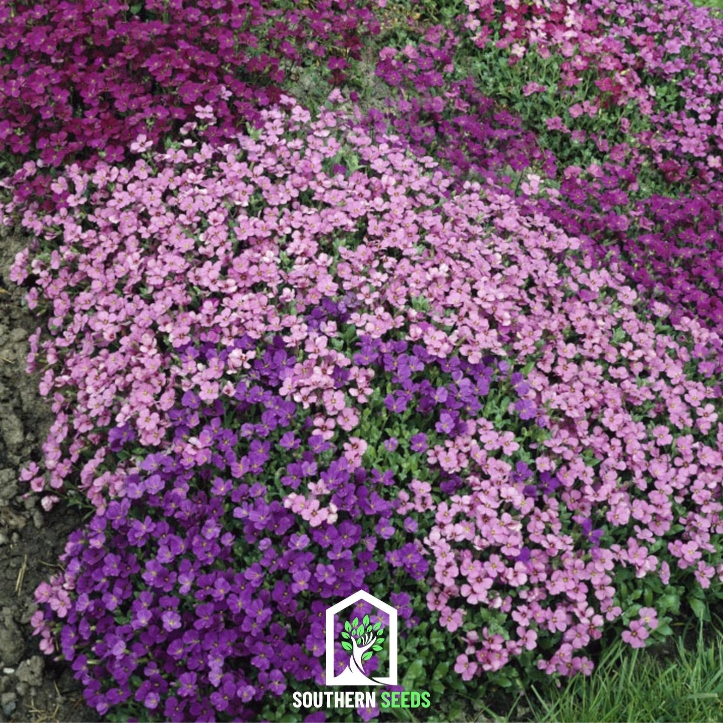 Royal Rockcress Mix ā 100 Seeds