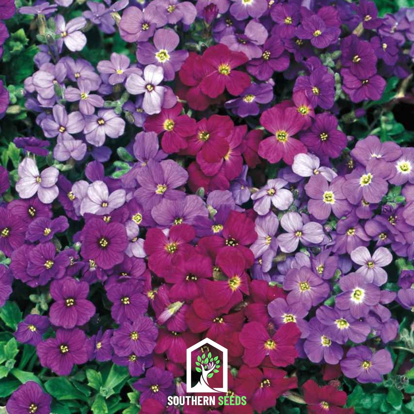 Royal Rockcress Mix ā 100 Seeds