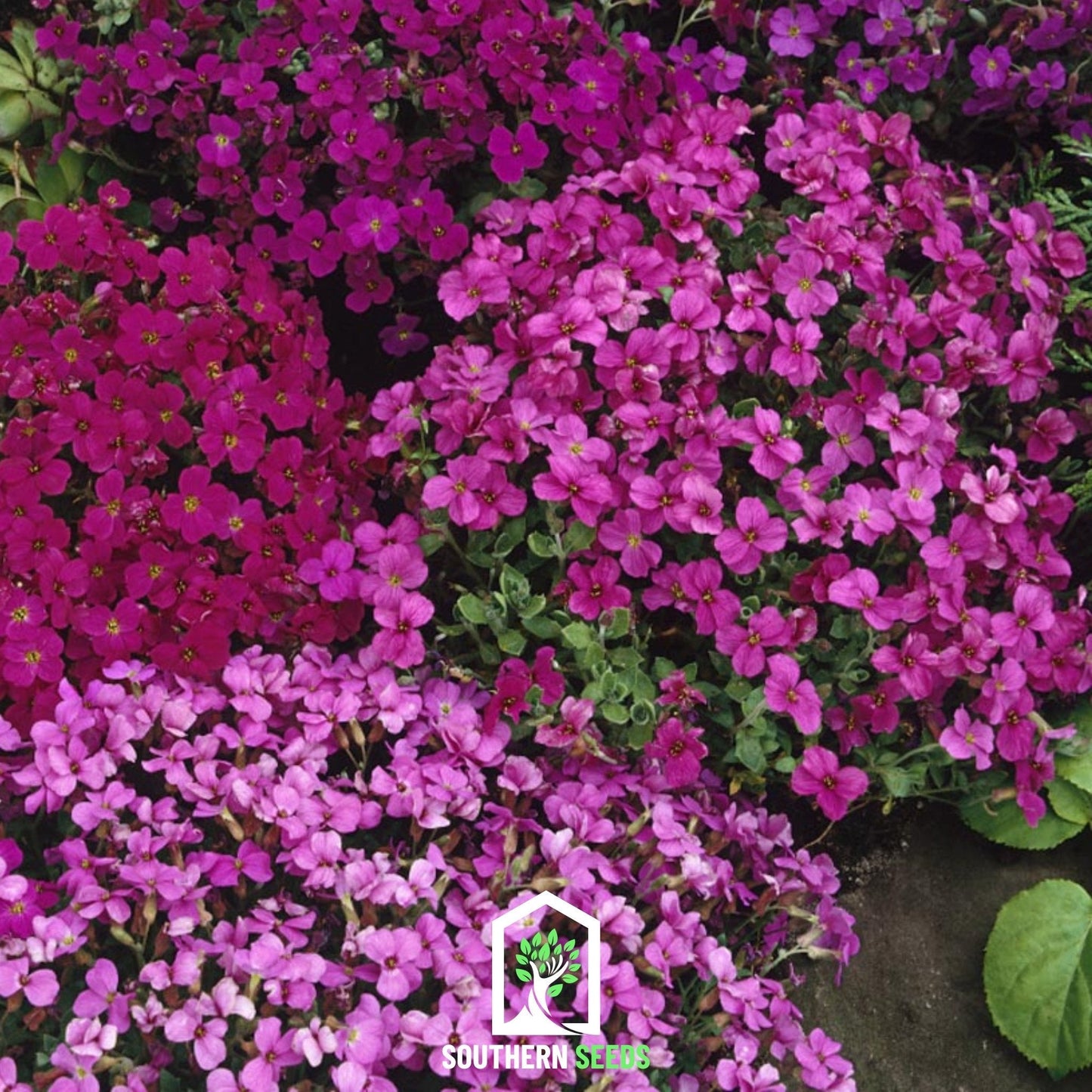 Royal Rockcress Mix ā 100 Seeds