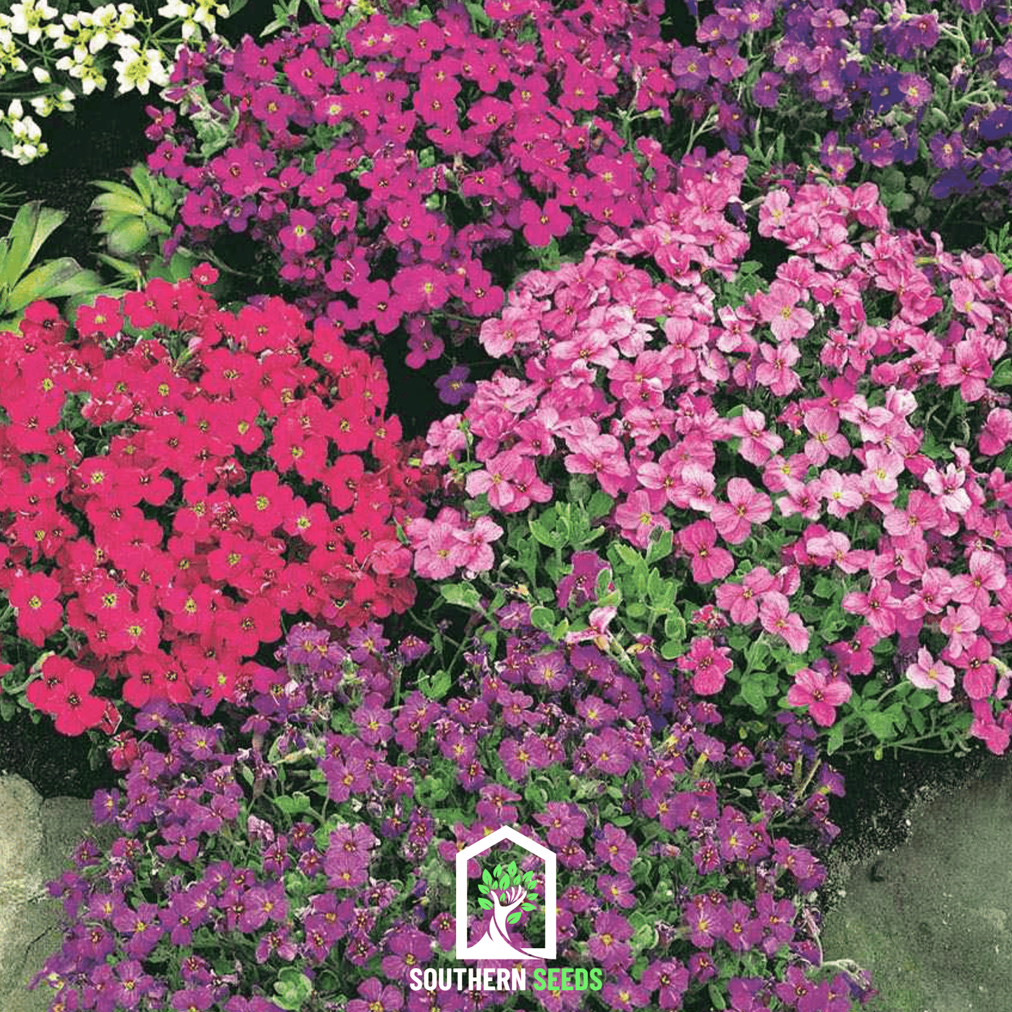 Royal Rockcress Mix ā 100 Seeds