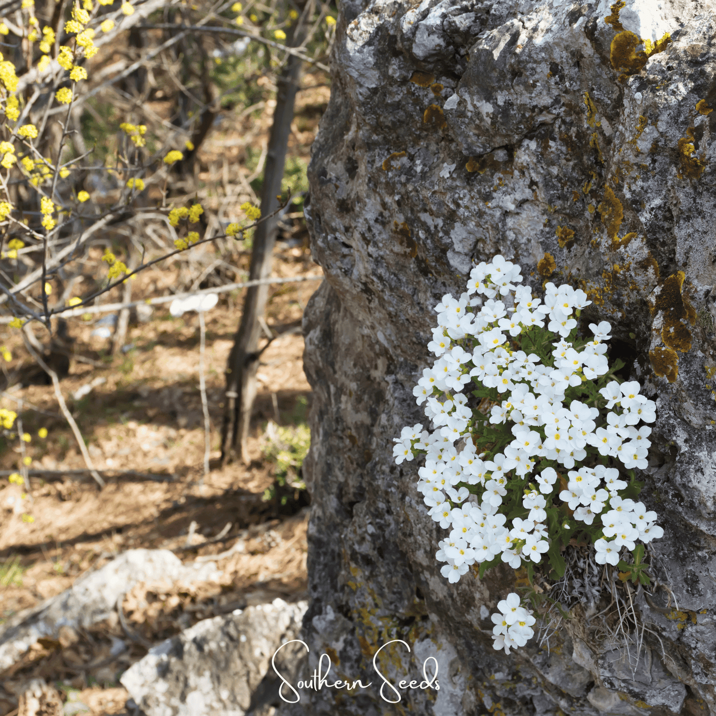 White Rockcress ā 250 Seeds