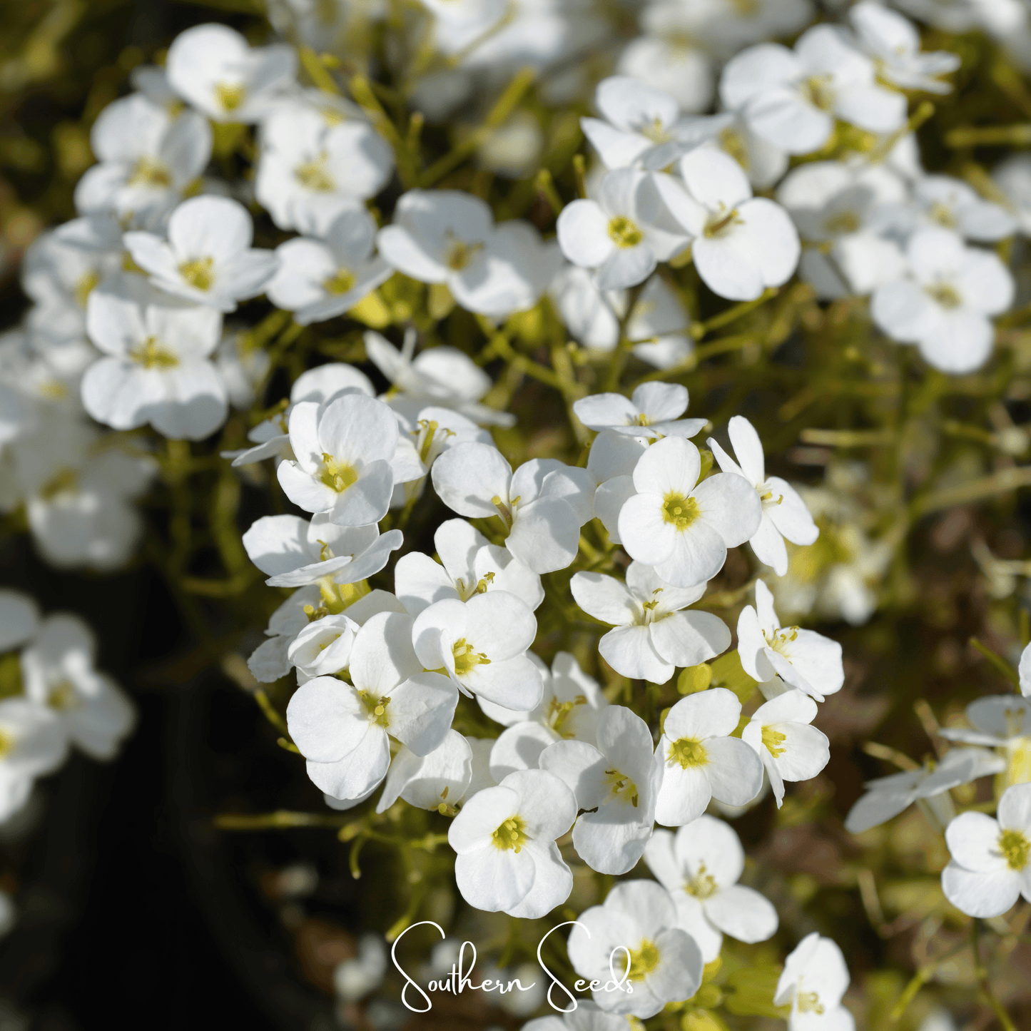 White Rockcress ā 250 Seeds