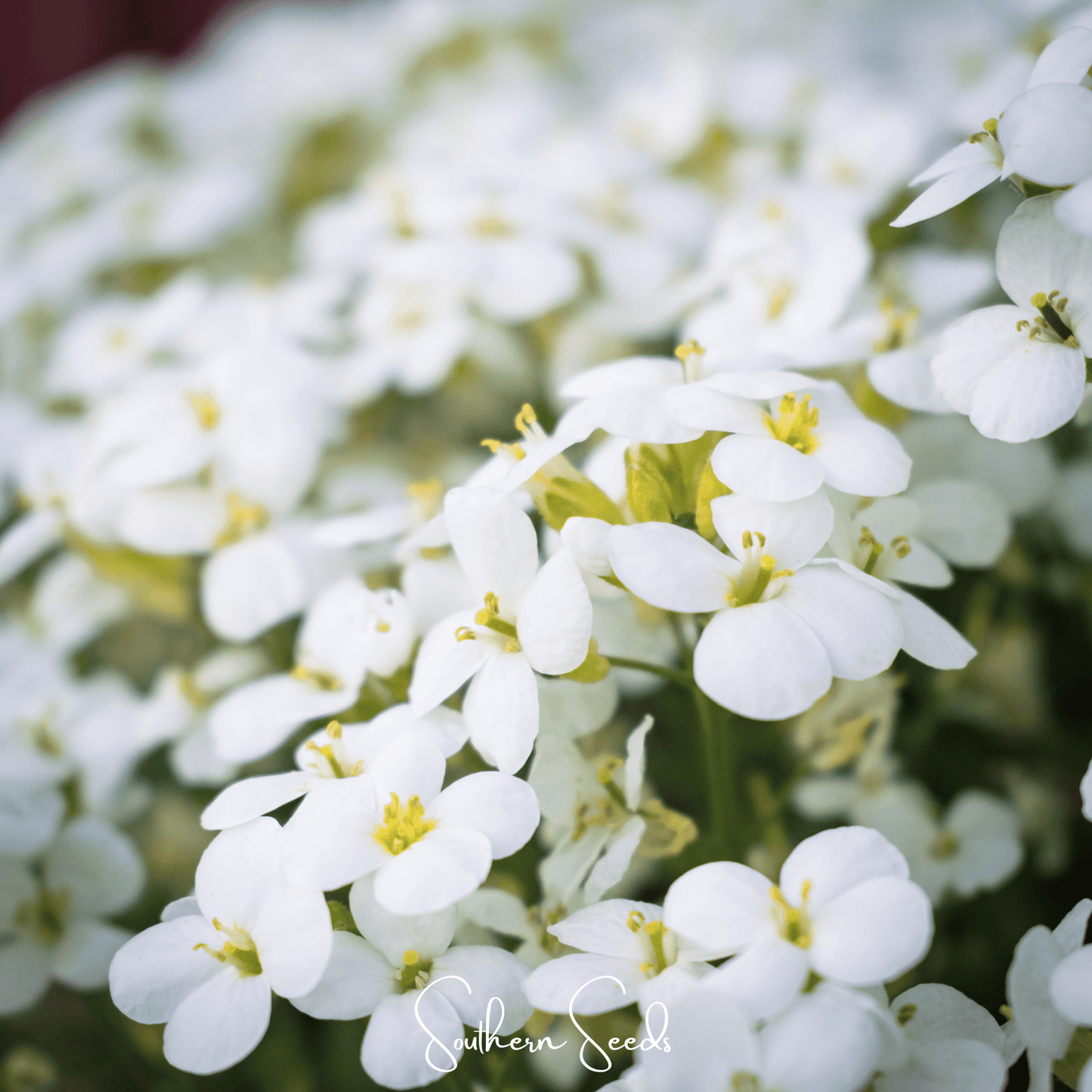 White Rockcress ā 250 Seeds