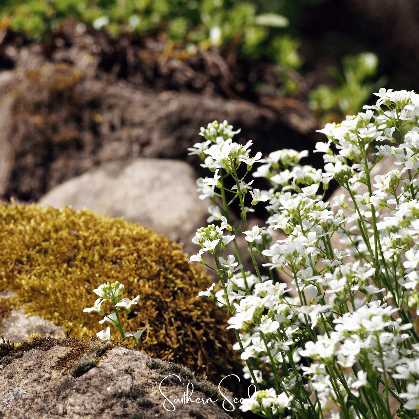 White Rockcress ā 250 Seeds