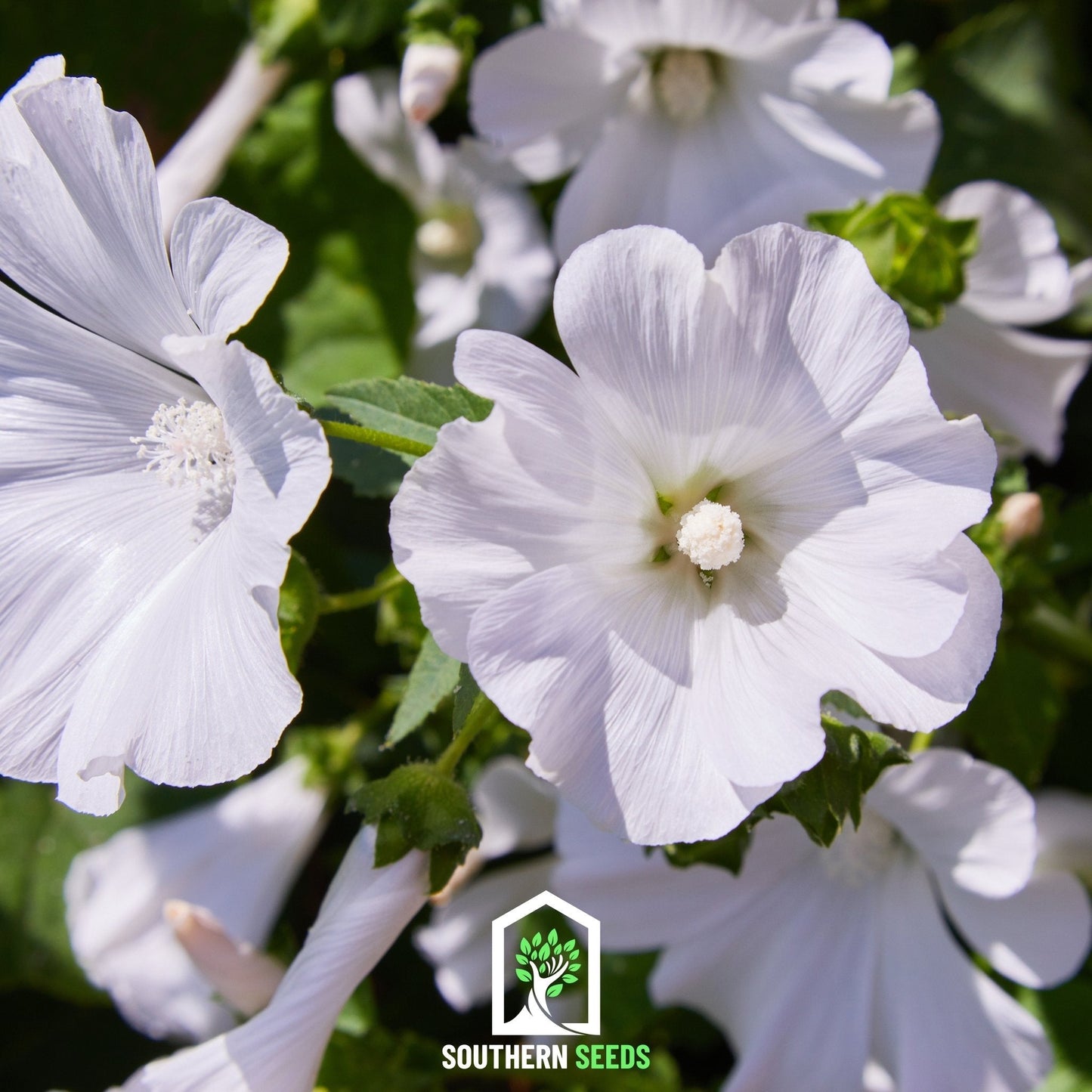 Rose Mallow Mix ā 50 Seeds