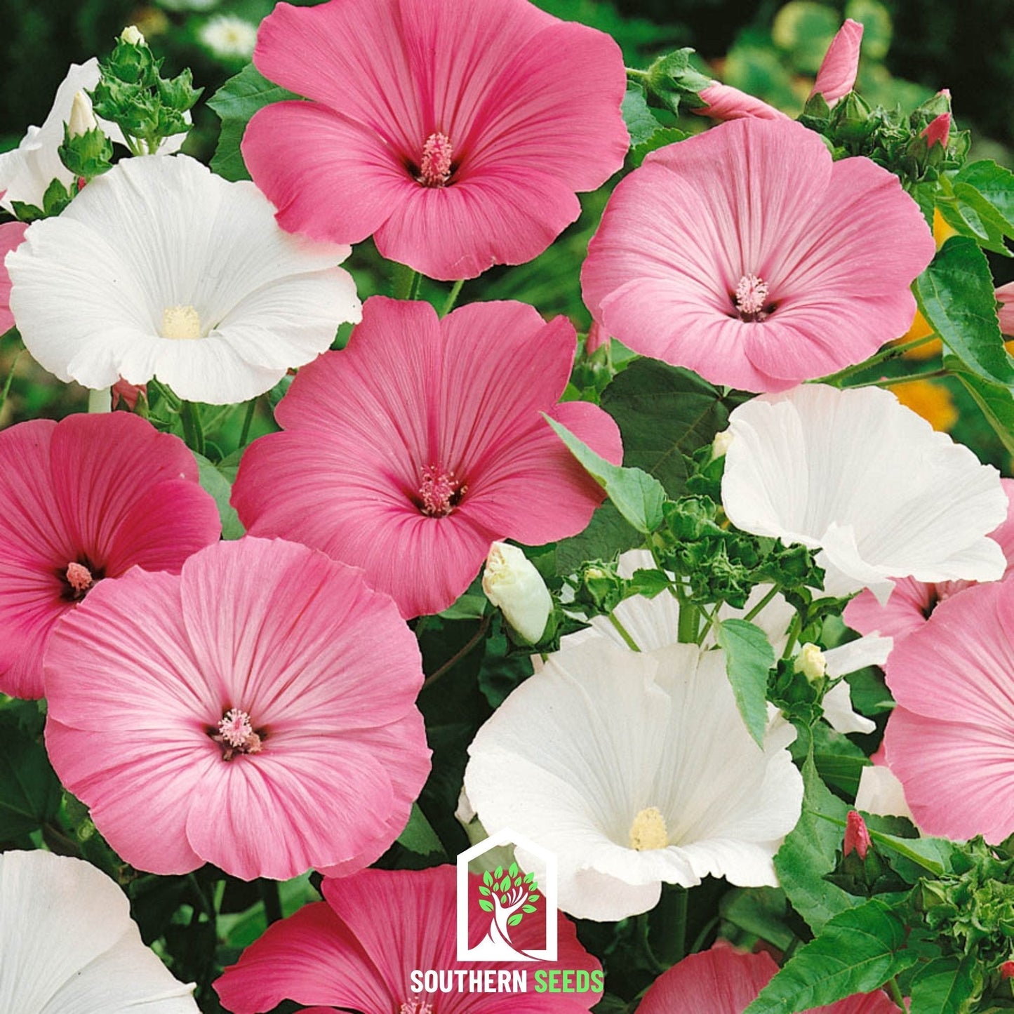 Rose Mallow Mix ā 50 Seeds