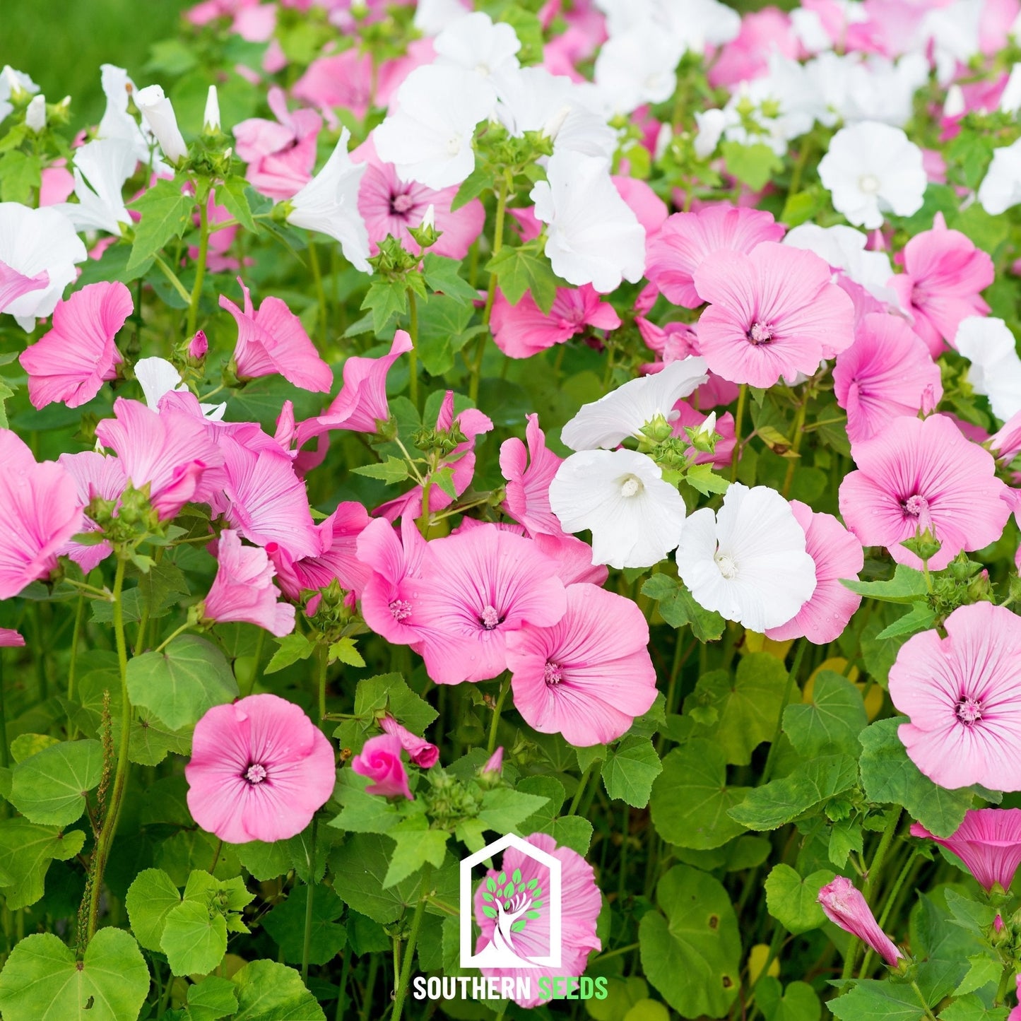 Rose Mallow Mix ā 50 Seeds