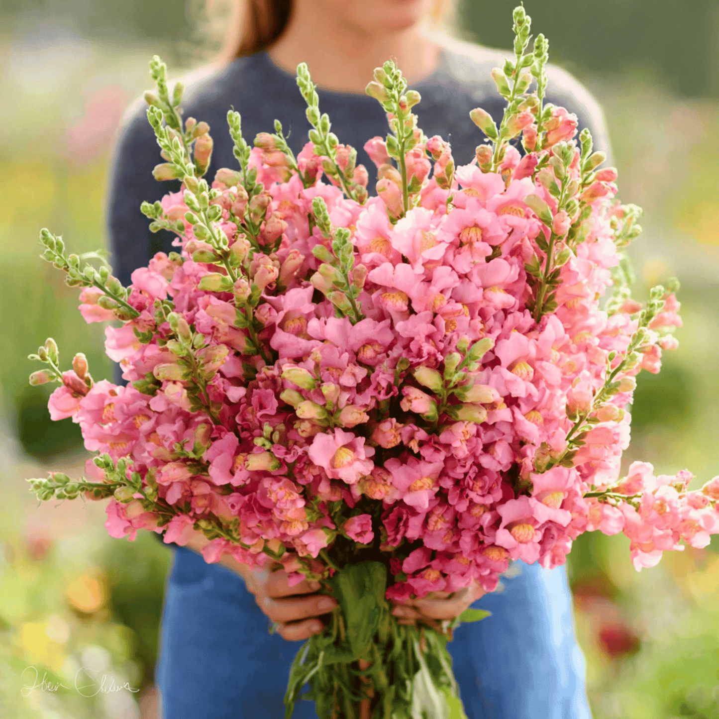 Rose Snapdragon ā 200 Seeds
