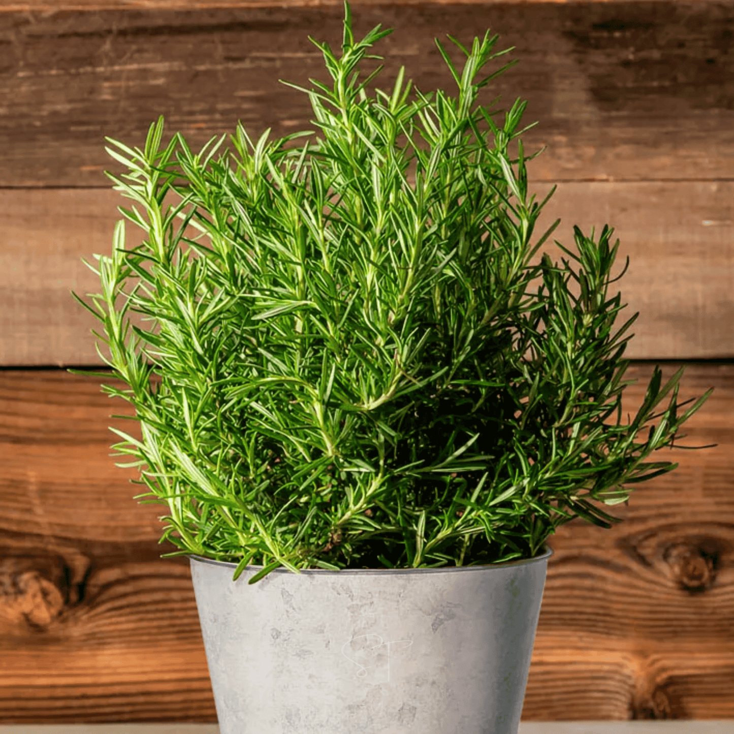Rosemary ā 50 Seeds