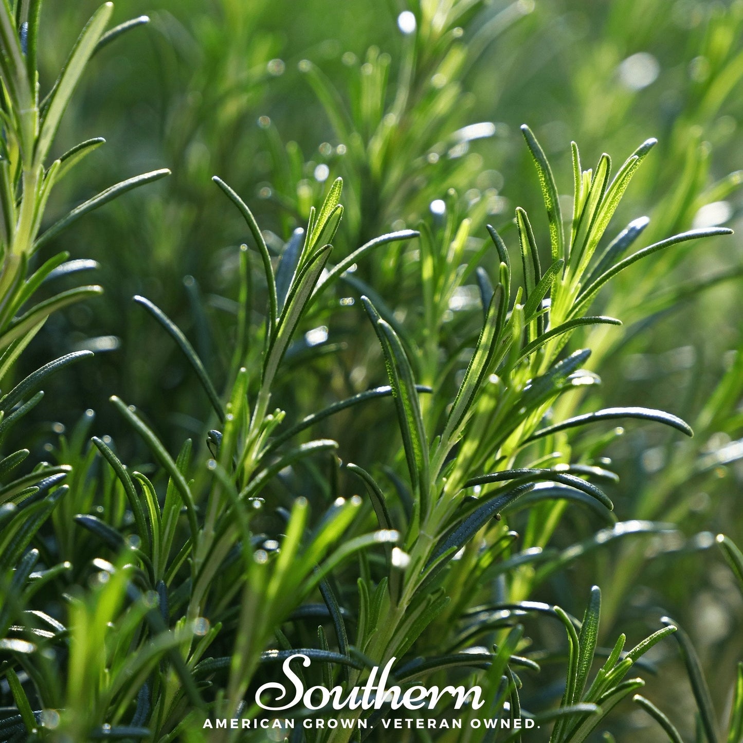 Rosemary ā 50 Seeds