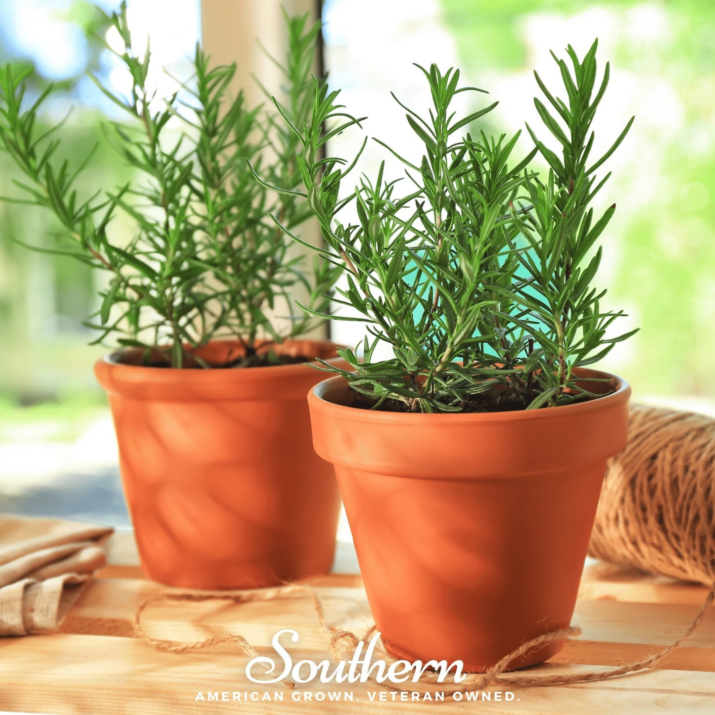 Rosemary ā 50 Seeds