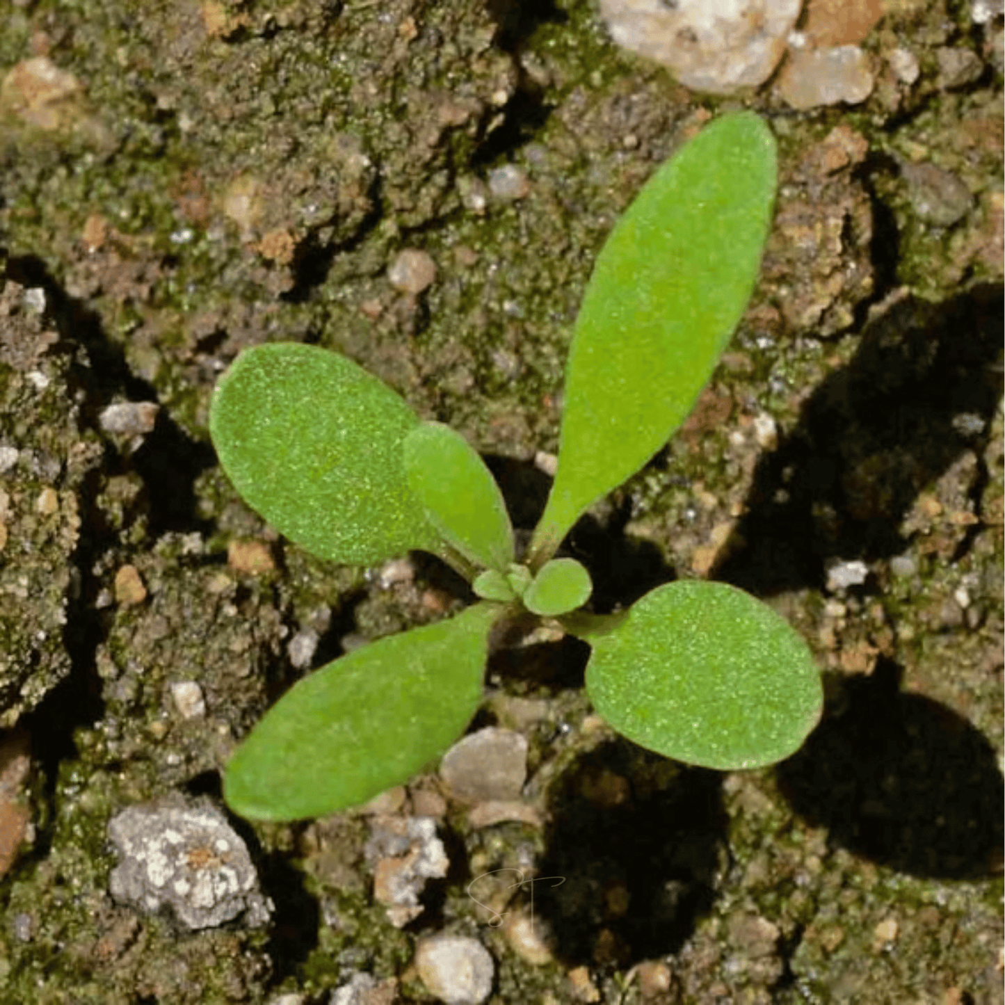 Royal Carpet Alyssum ā 100 Seeds