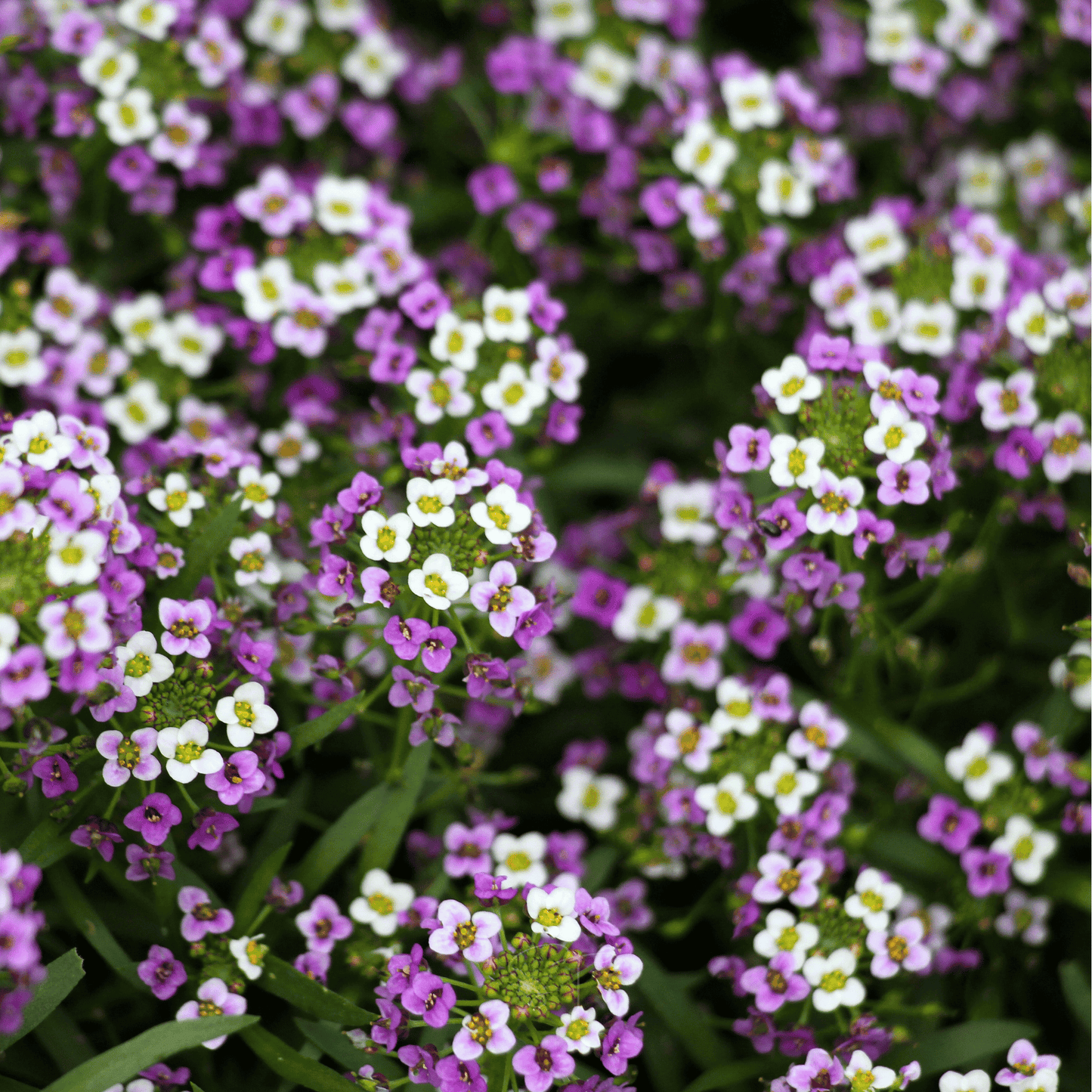 Royal Carpet Alyssum ā 100 Seeds