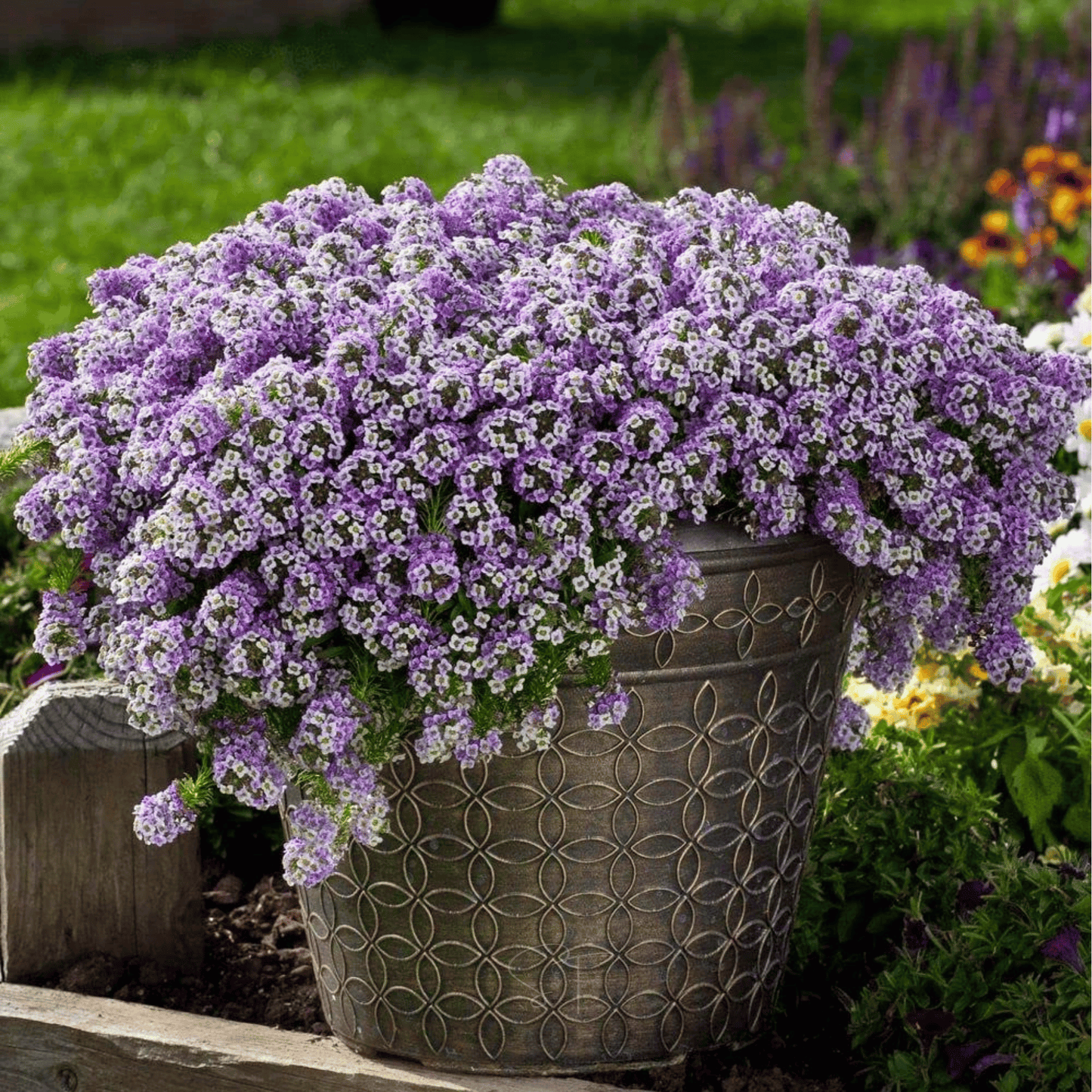 Royal Carpet Alyssum ā 100 Seeds