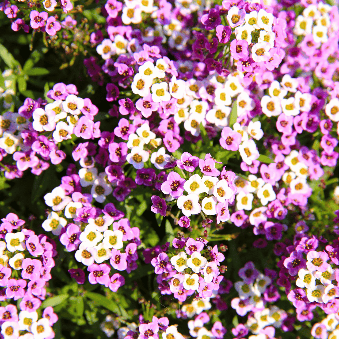 Royal Carpet Alyssum ā 100 Seeds
