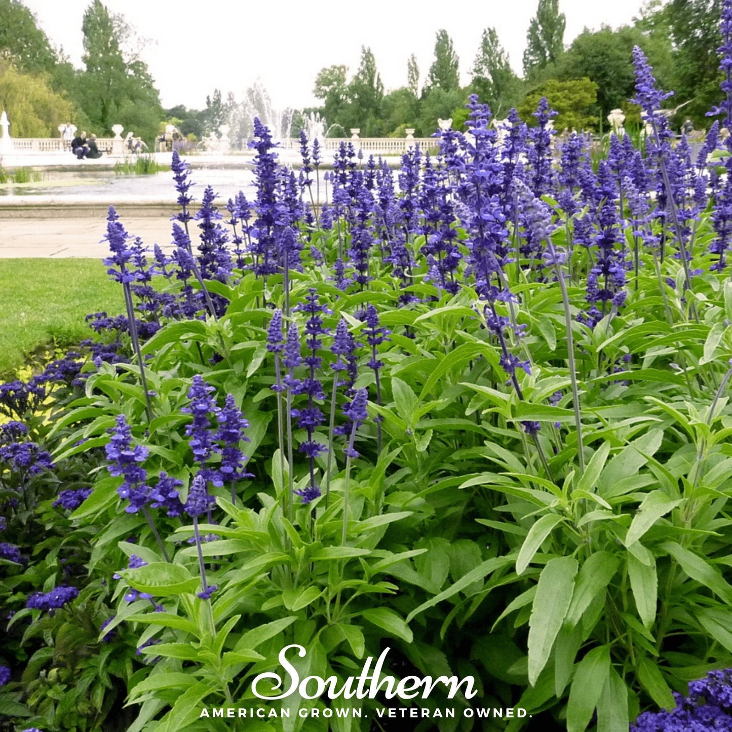 Blue Sage ā 100 Seeds