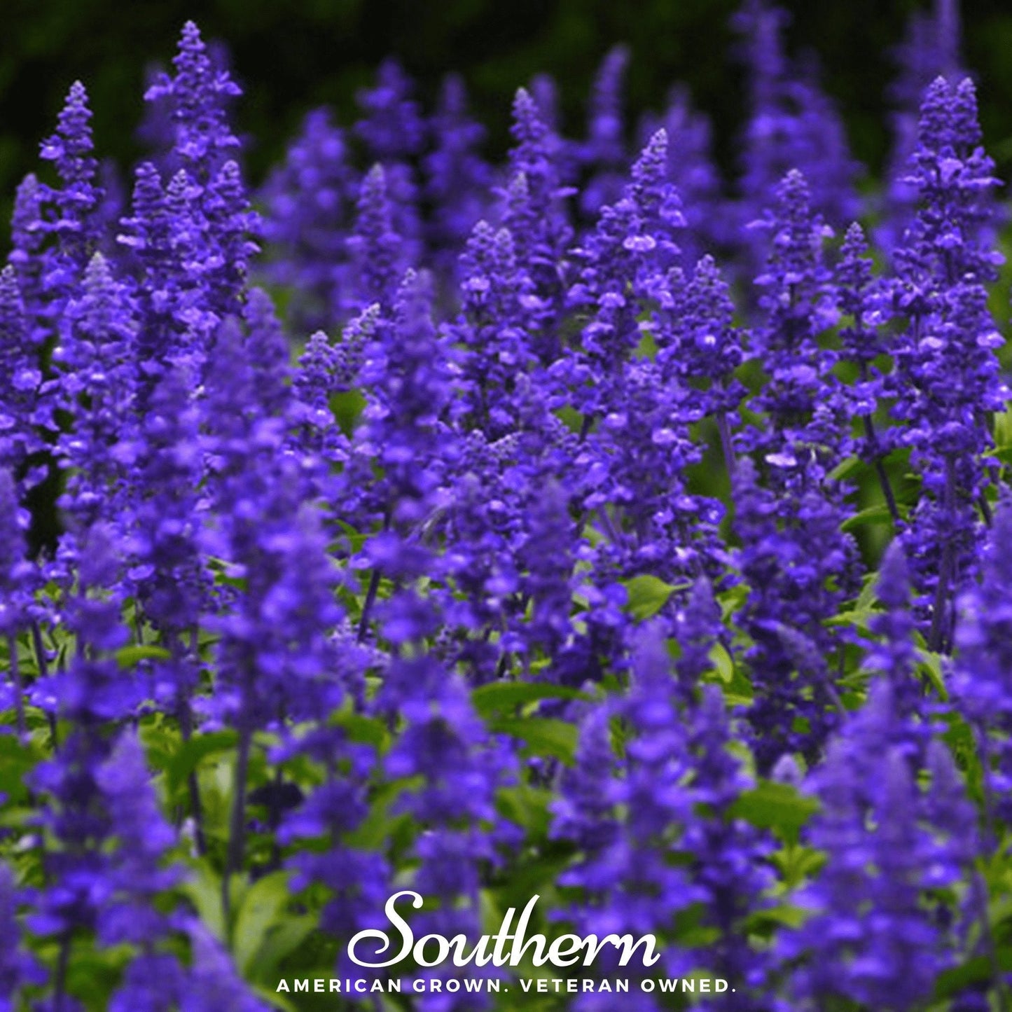 Blue Sage ā 100 Seeds