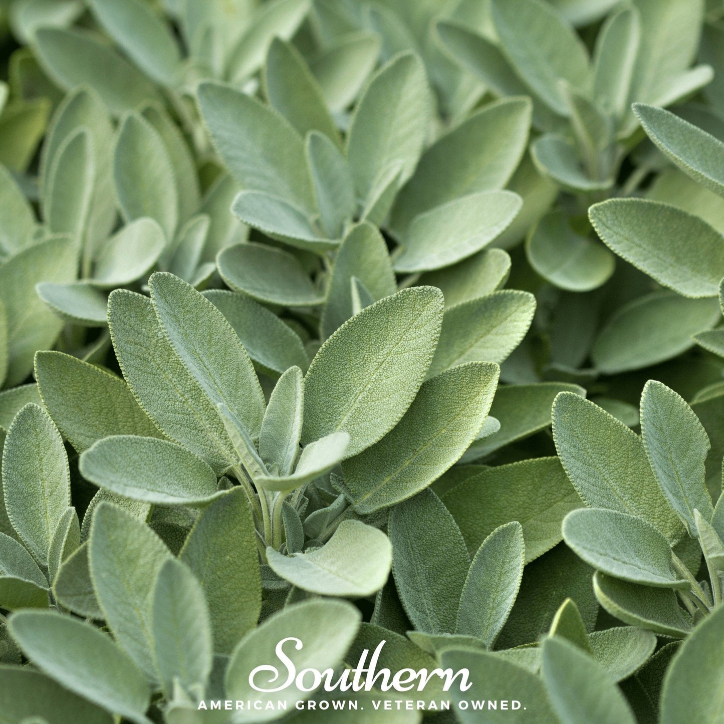Broadleaf Sage ā 50 Seeds