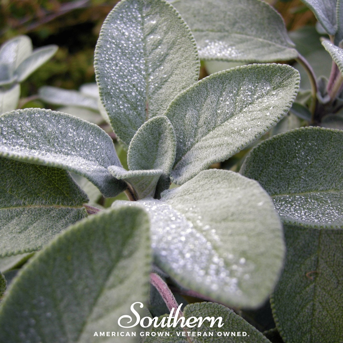 Broadleaf Sage ā 50 Seeds