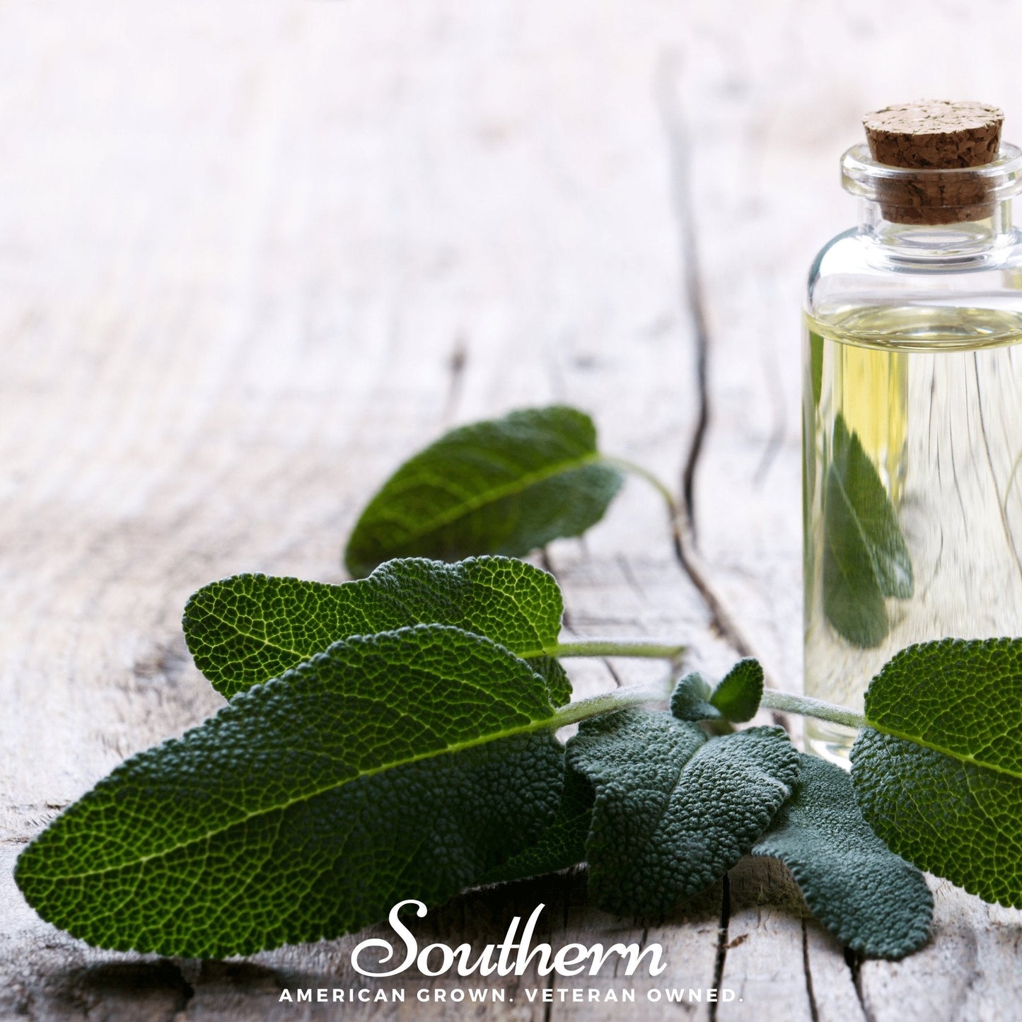 Broadleaf Sage ā 50 Seeds