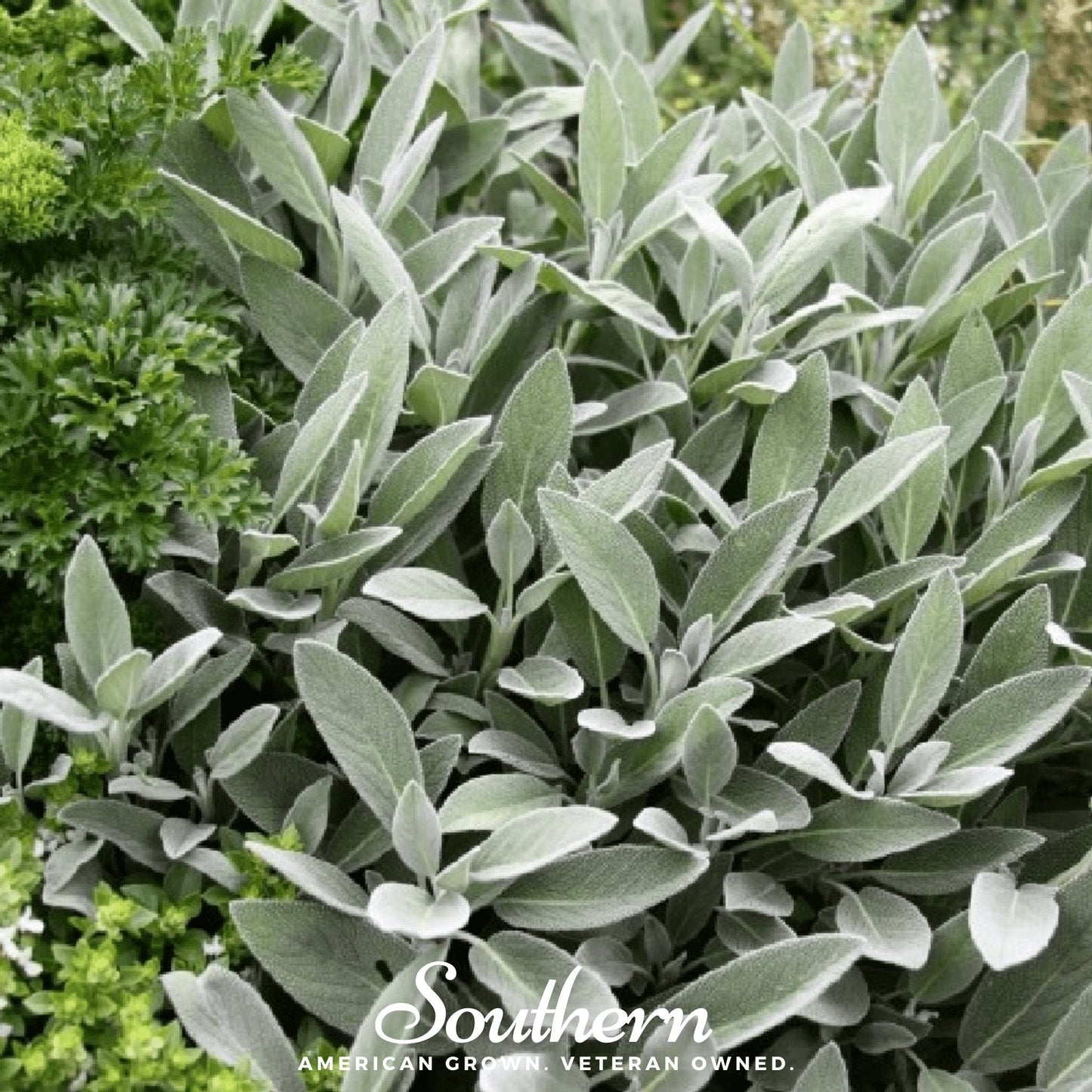 Broadleaf Sage ā 50 Seeds