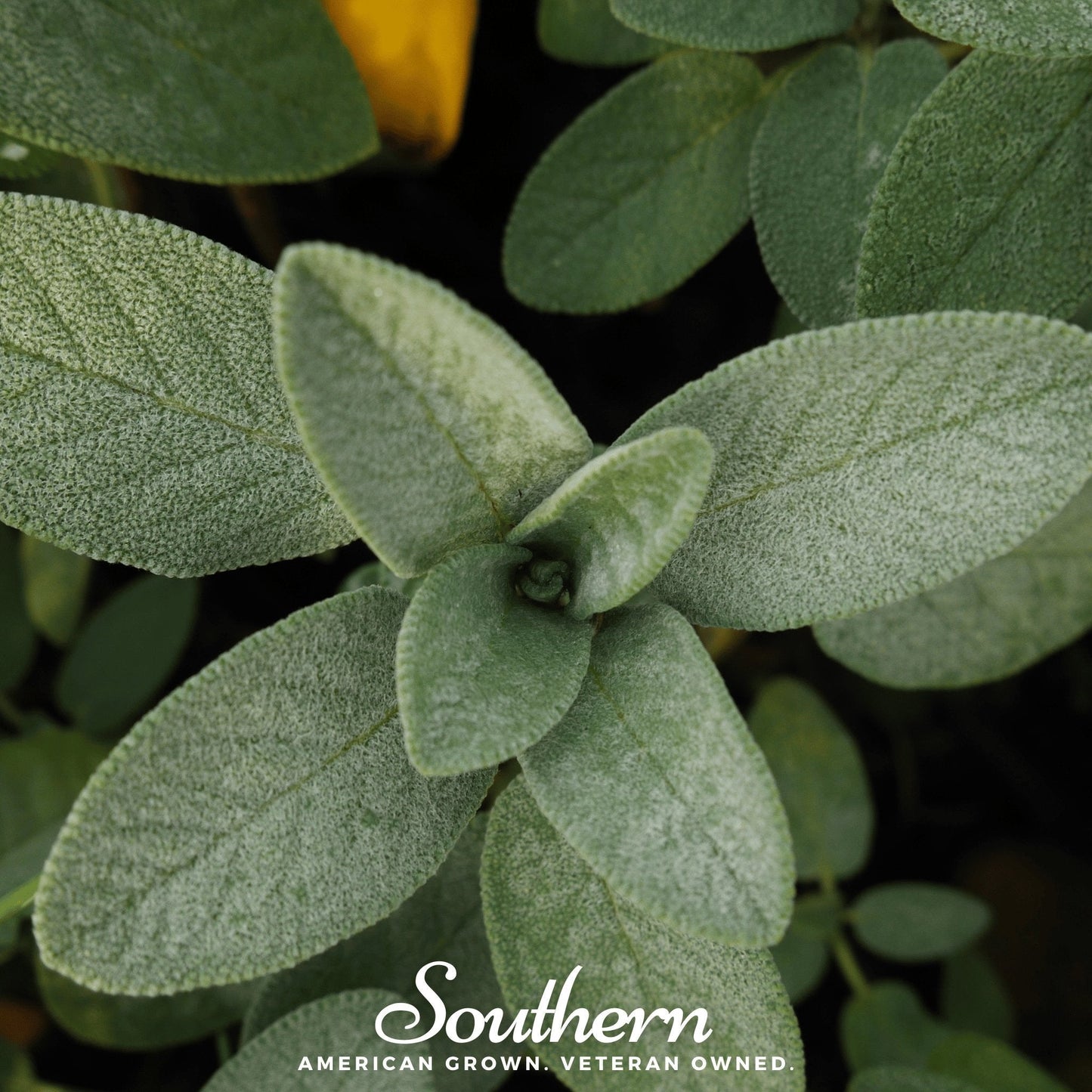 Extrakta Sage ā 30 Seeds
