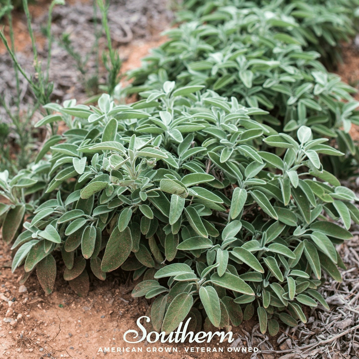 Extrakta Sage ā 30 Seeds