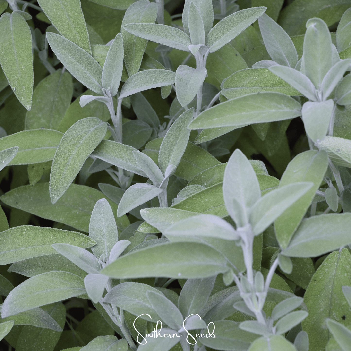Kitchen Sage ā 50 Seeds