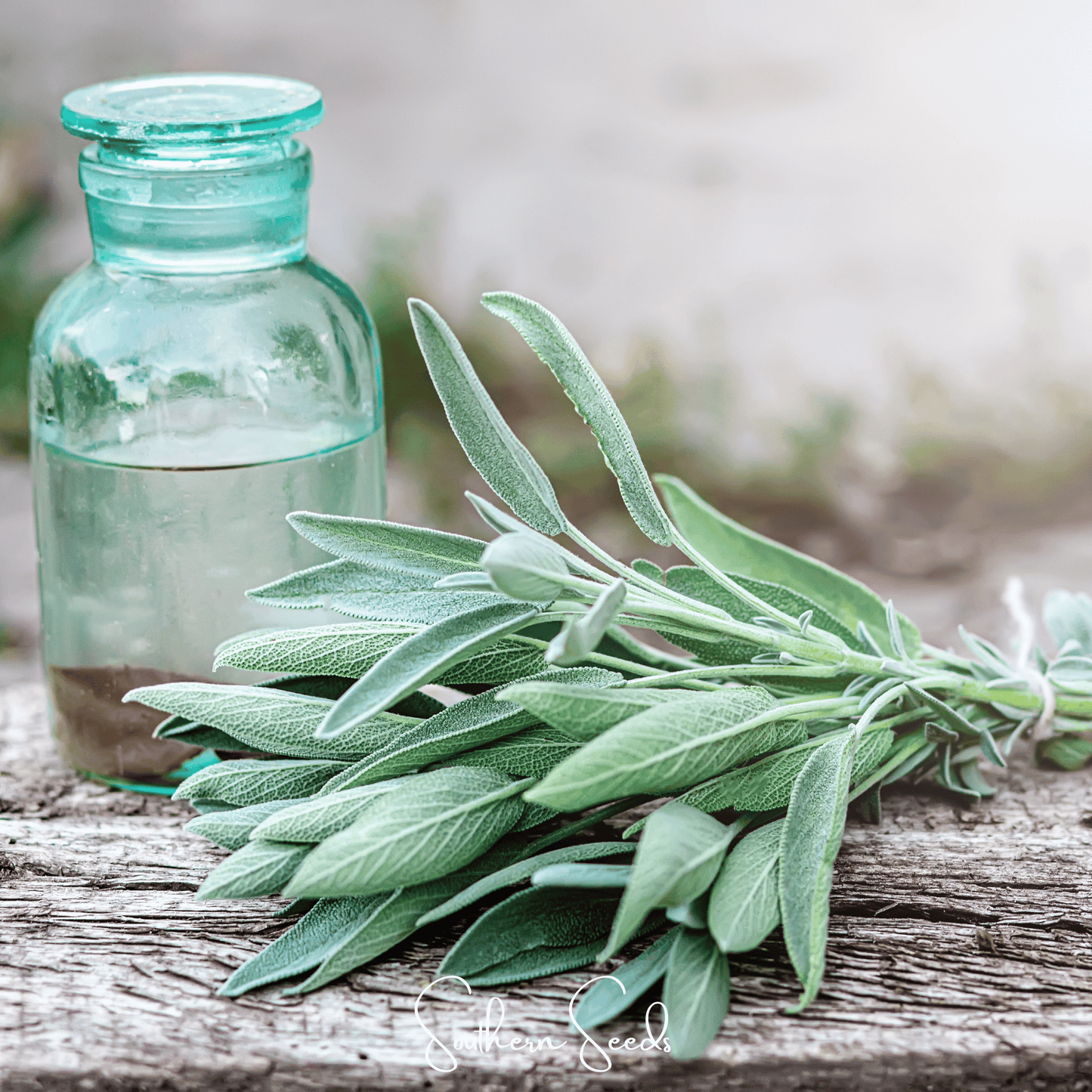Kitchen Sage ā 50 Seeds