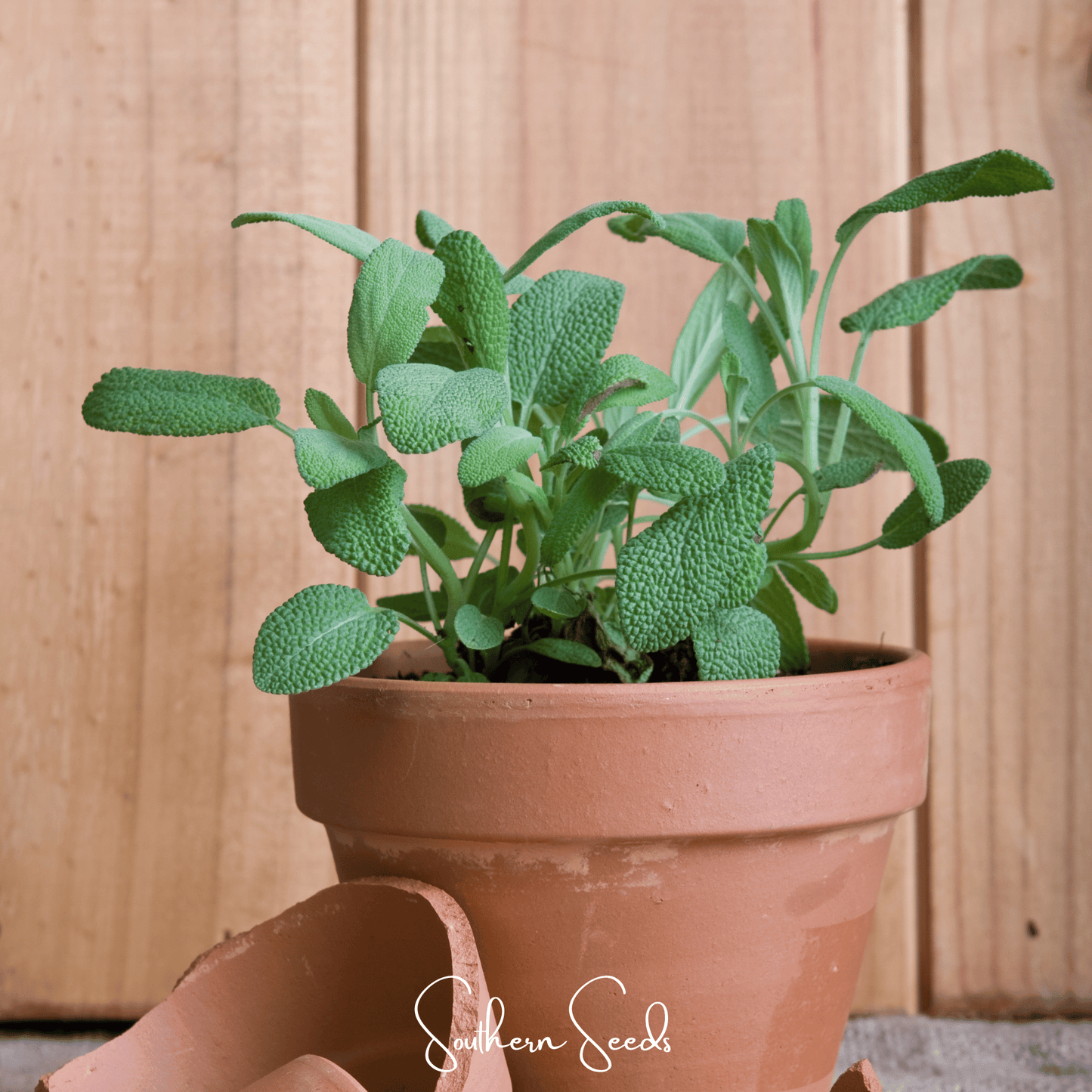 Kitchen Sage ā 50 Seeds