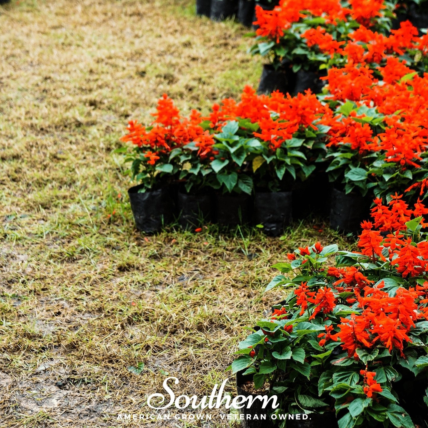 Scarlet Sage ā 100 Seeds